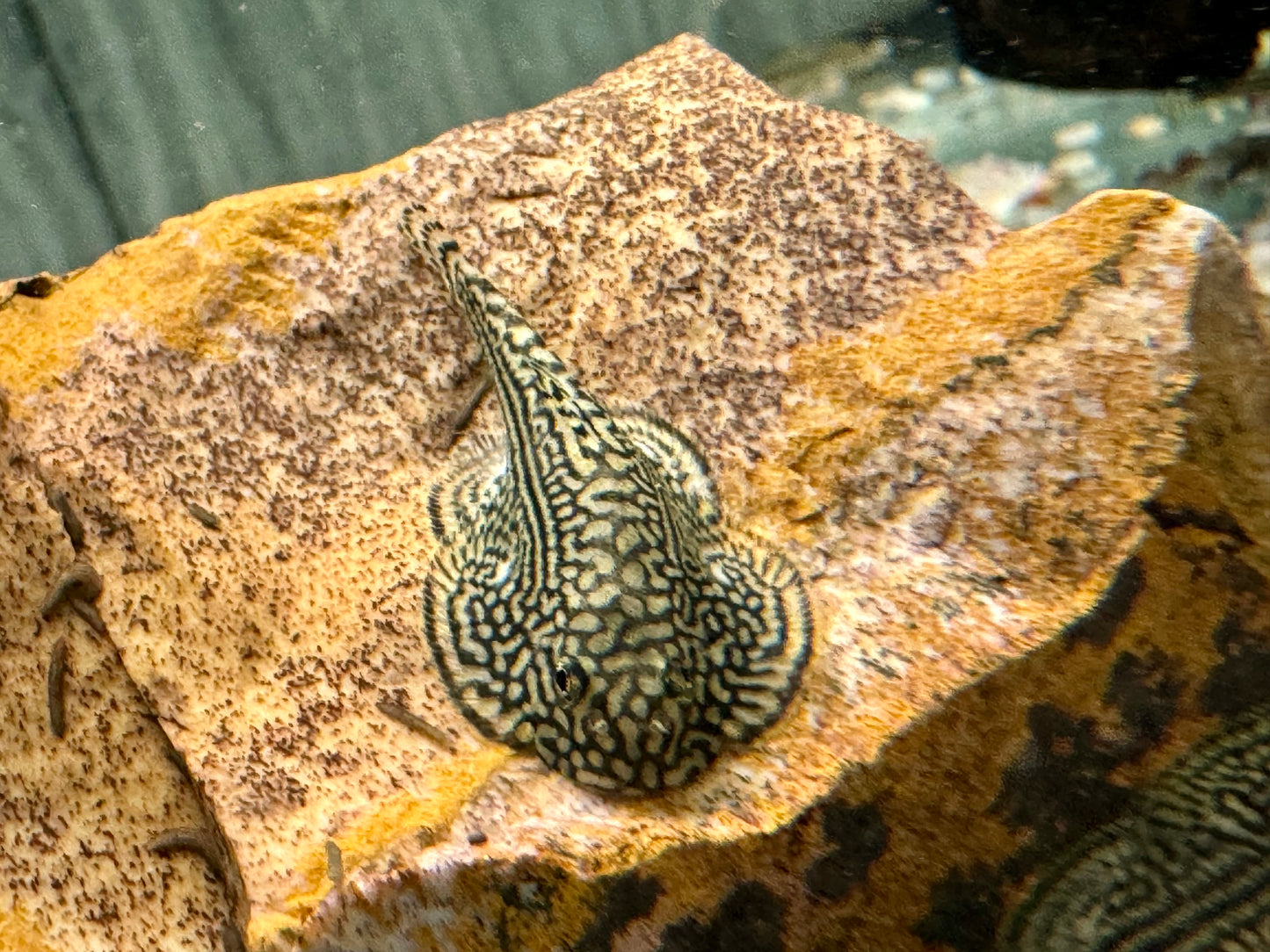 Prachtflossensauger Sewellia lineolata 3,2-3,8 cm