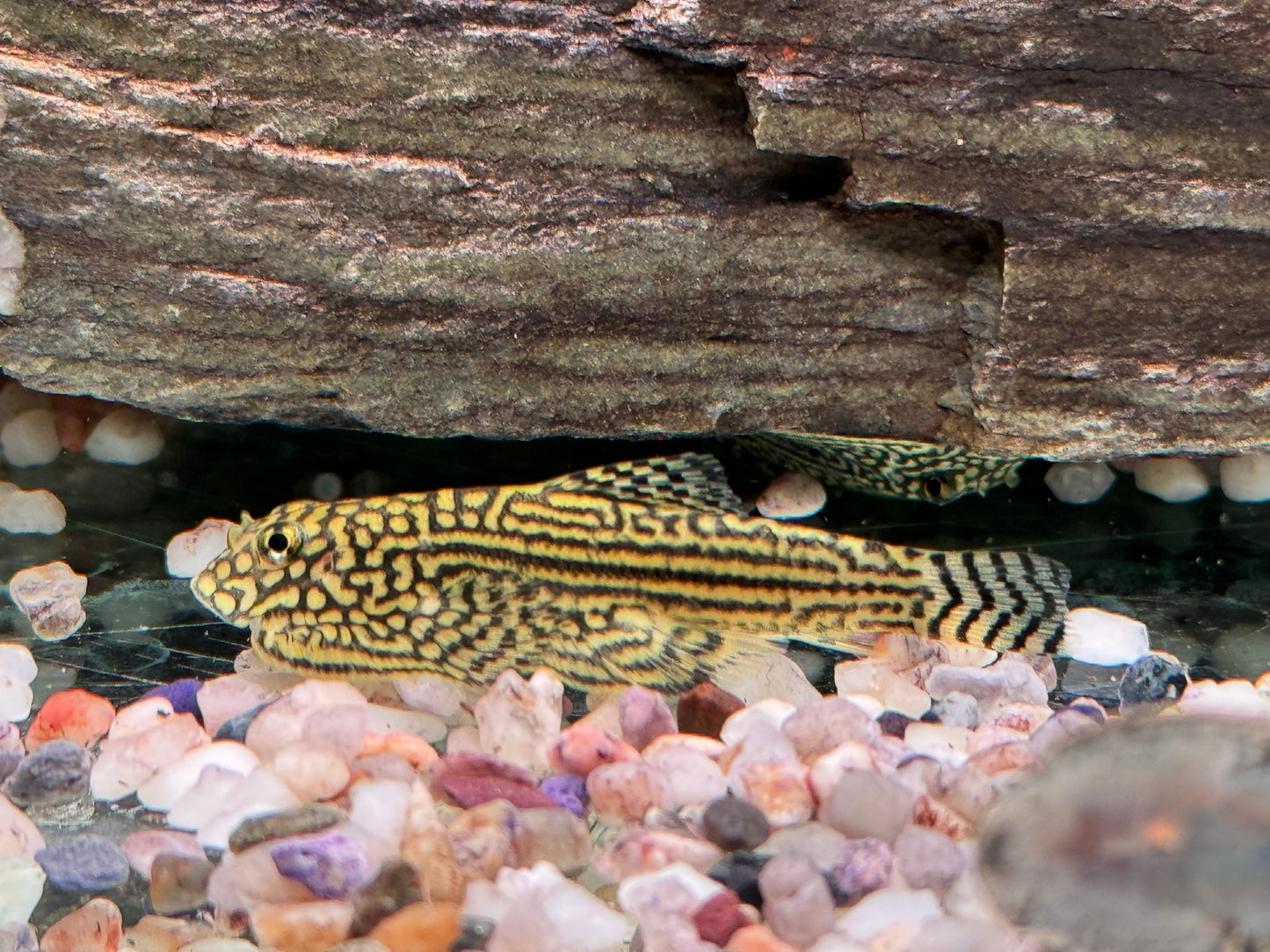 Prachtflossensauger Sewellia lineolata 3,2-3,8 cm