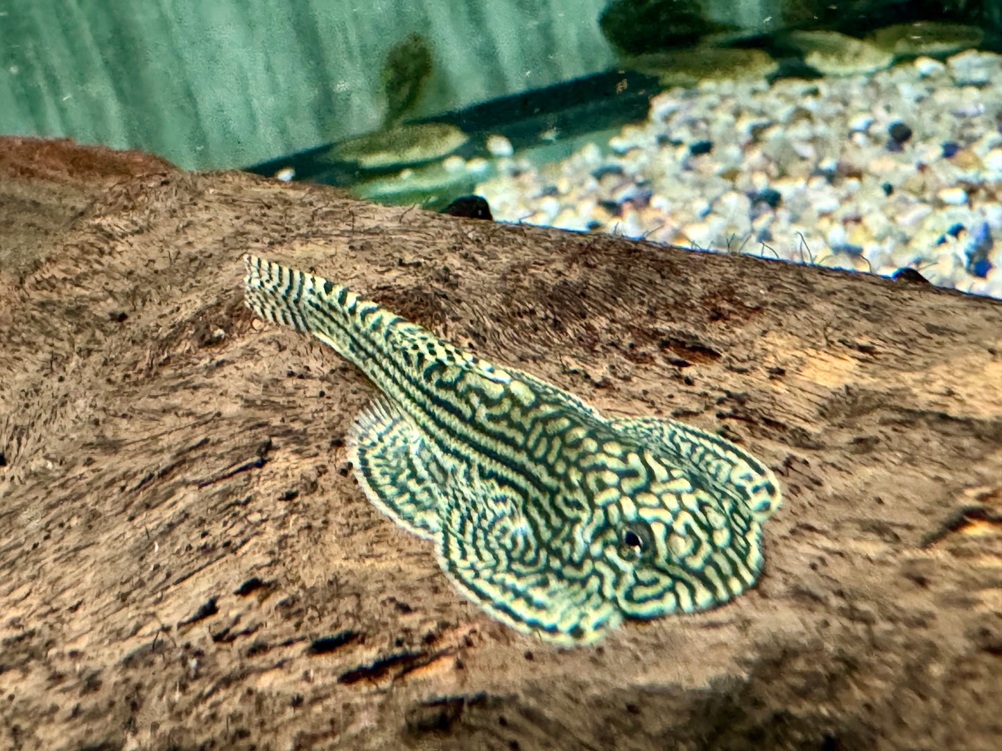 Prachtflossensauger Sewellia lineolata 3,2-3,8 cm