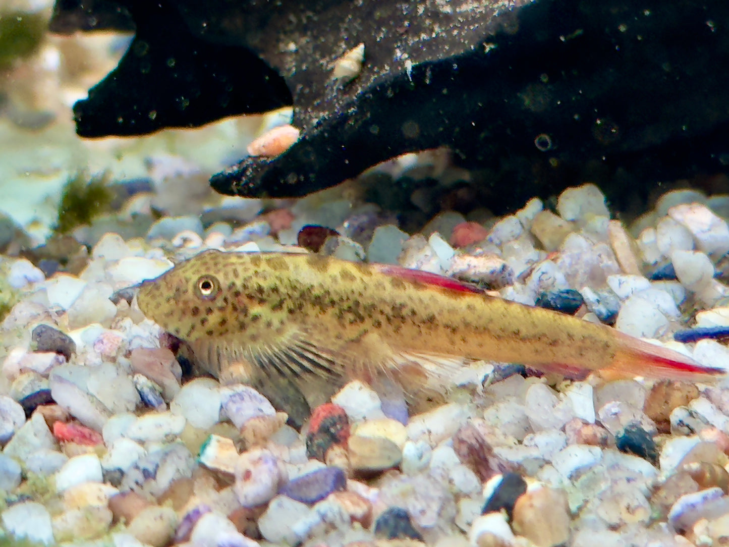Purple Fin Flossensauger Pseudogastromyzon laticeps