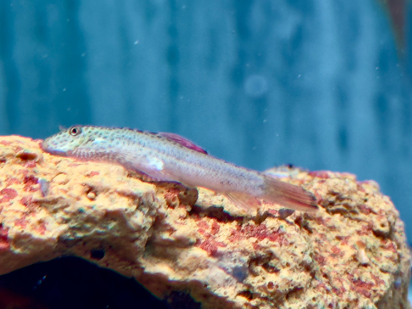 Purple Fin Flossensauger Pseudogastromyzon laticeps