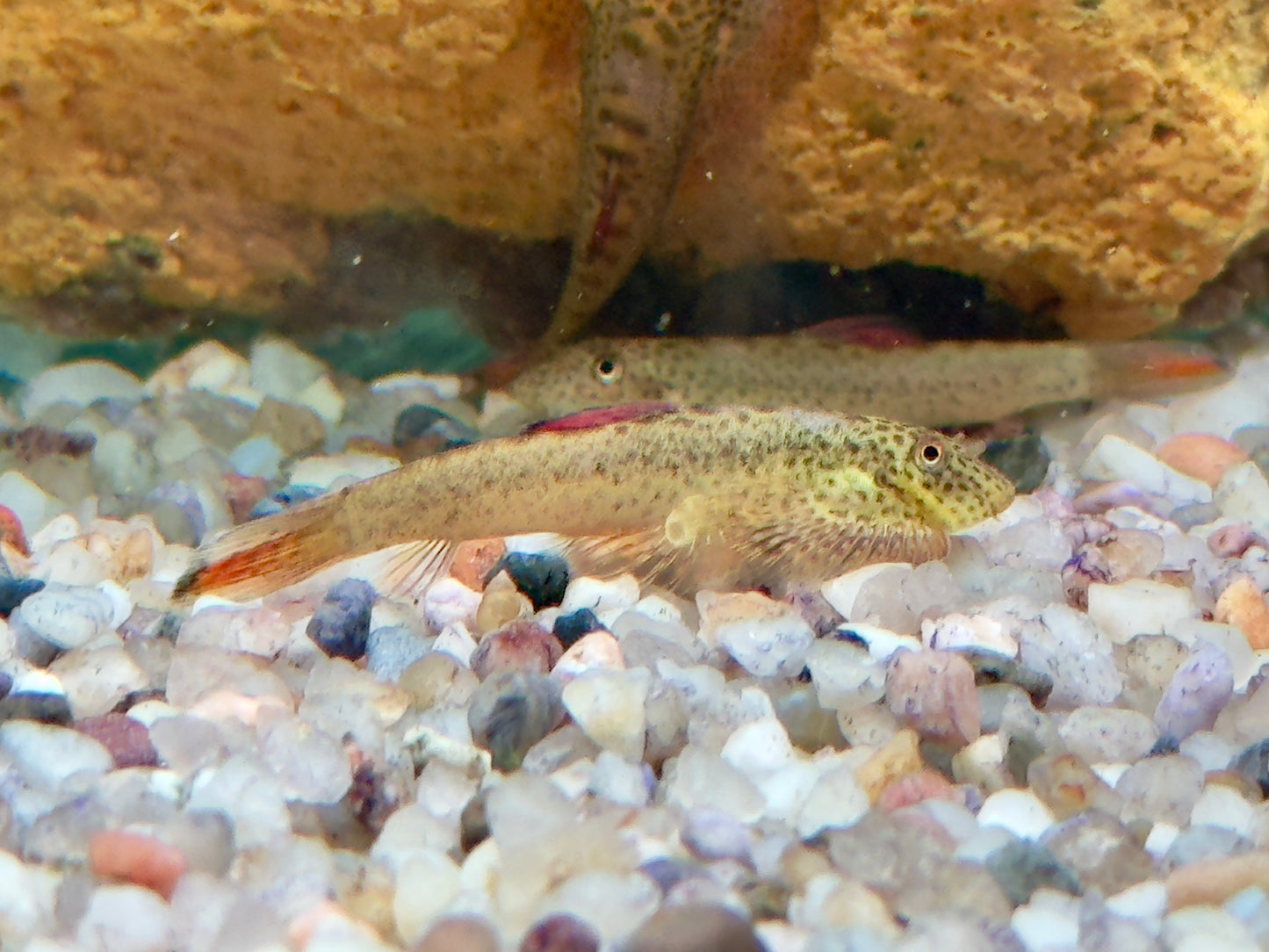 Purple Fin Flossensauger Pseudogastromyzon laticeps