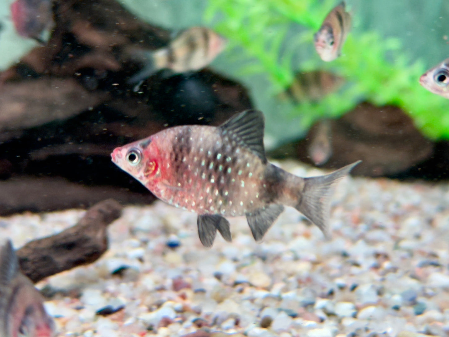 Purpurkopfbarbe Puntius I Pethia nigrofasciata