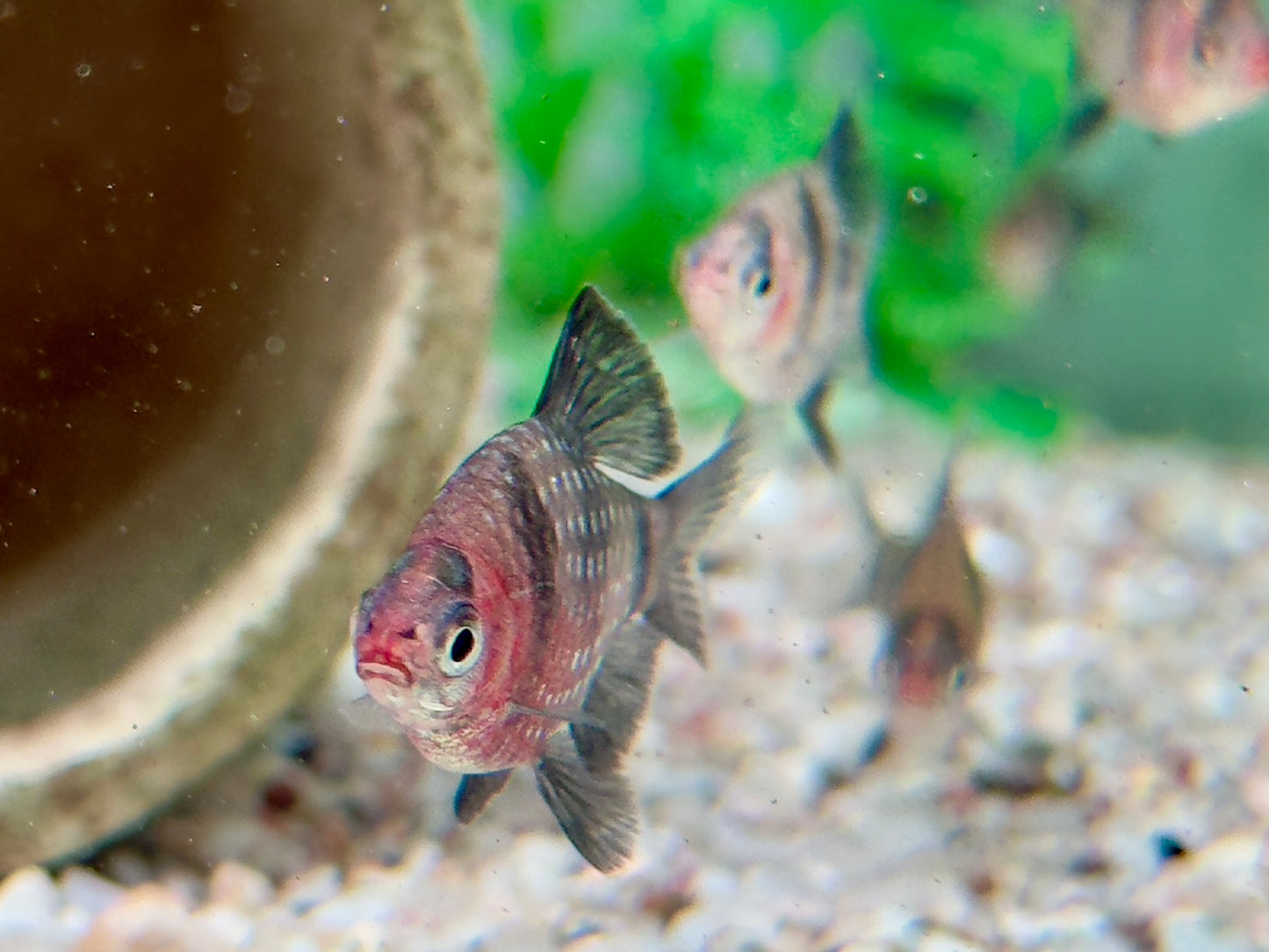 Purpurkopfbarbe Puntius I Pethia nigrofasciata