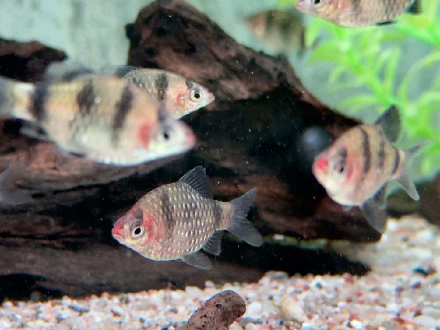 Purpurkopfbarbe Puntius I Pethia nigrofasciata