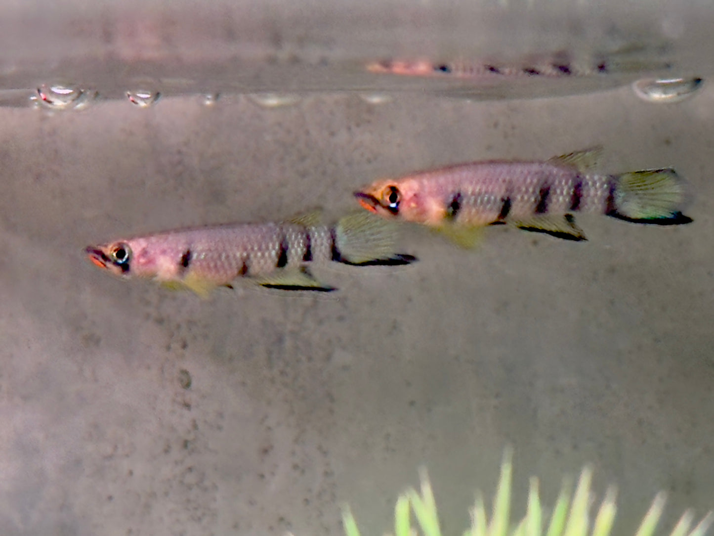 Querband Hechtling Epiplatys dageti