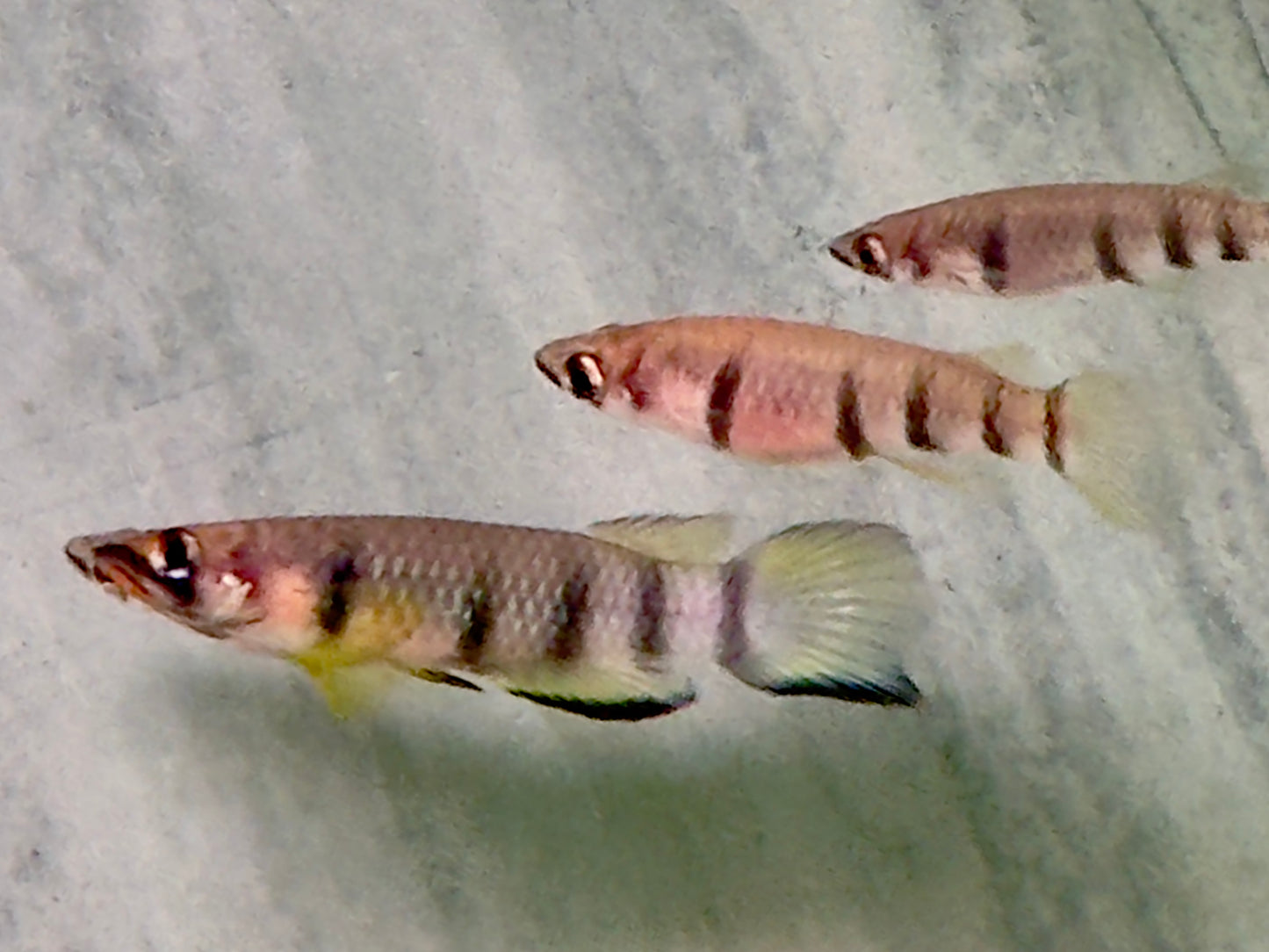 Querband Hechtling Epiplatys dageti