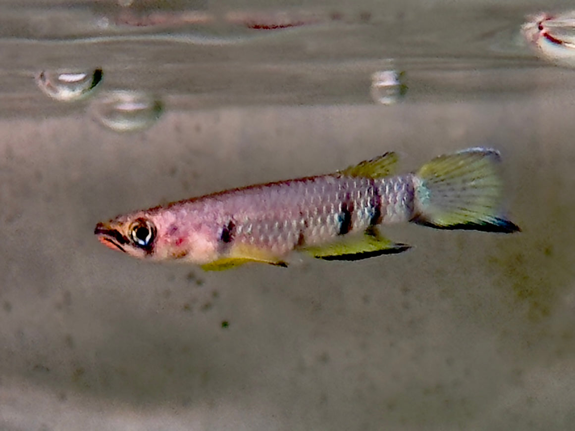 Querband Hechtling Epiplatys dageti