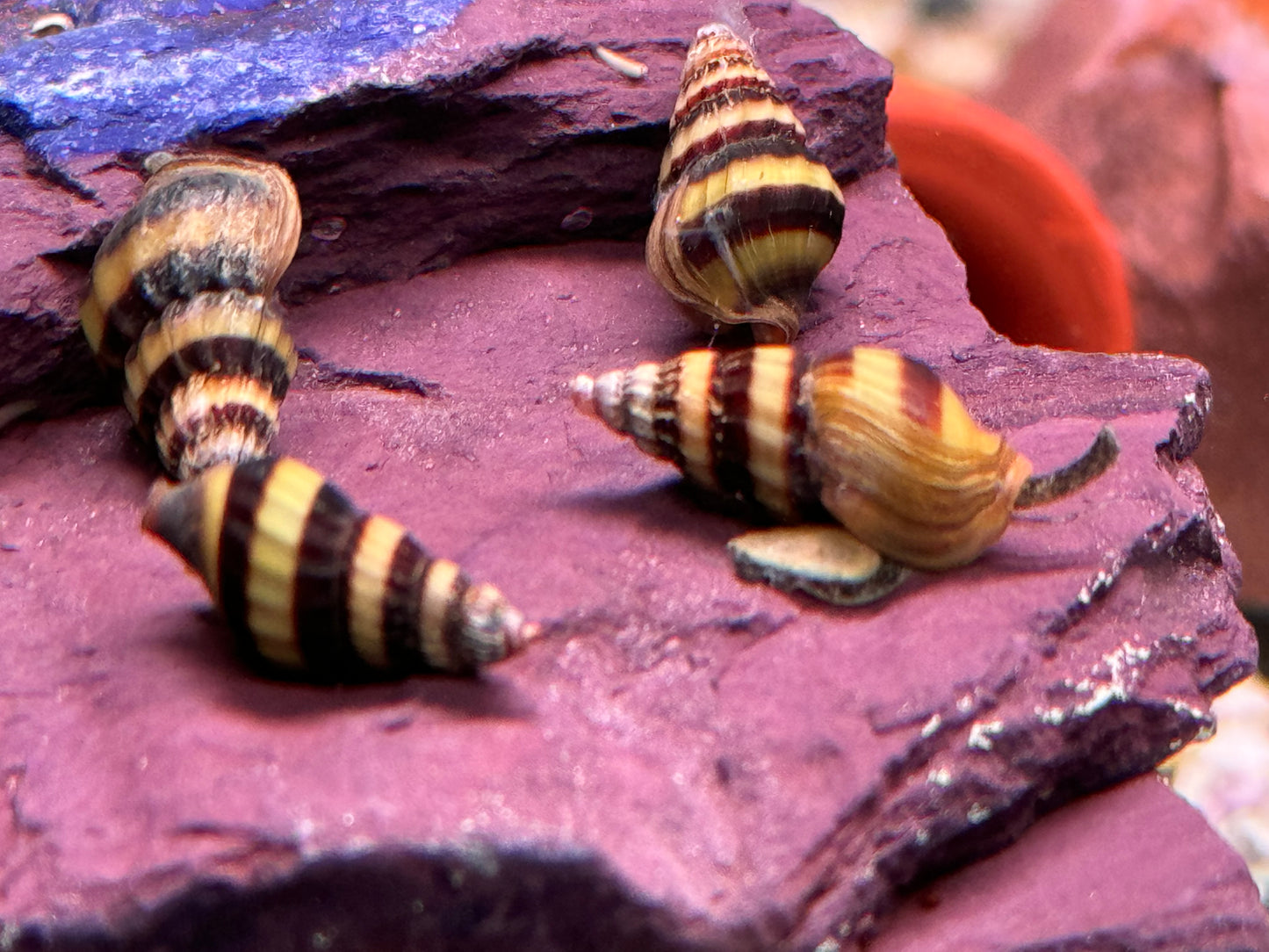 Raubschnecke Clea helena (Anentome helena)