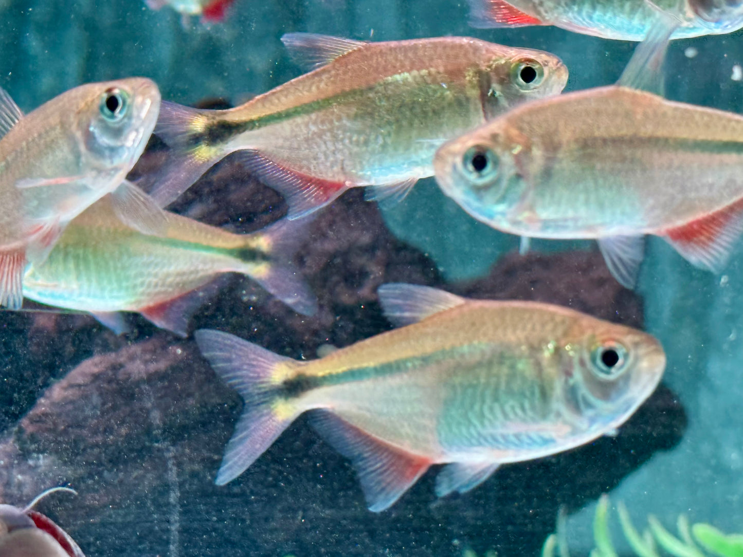 Rautenflecksalmler Hemigrammus caudovittatus