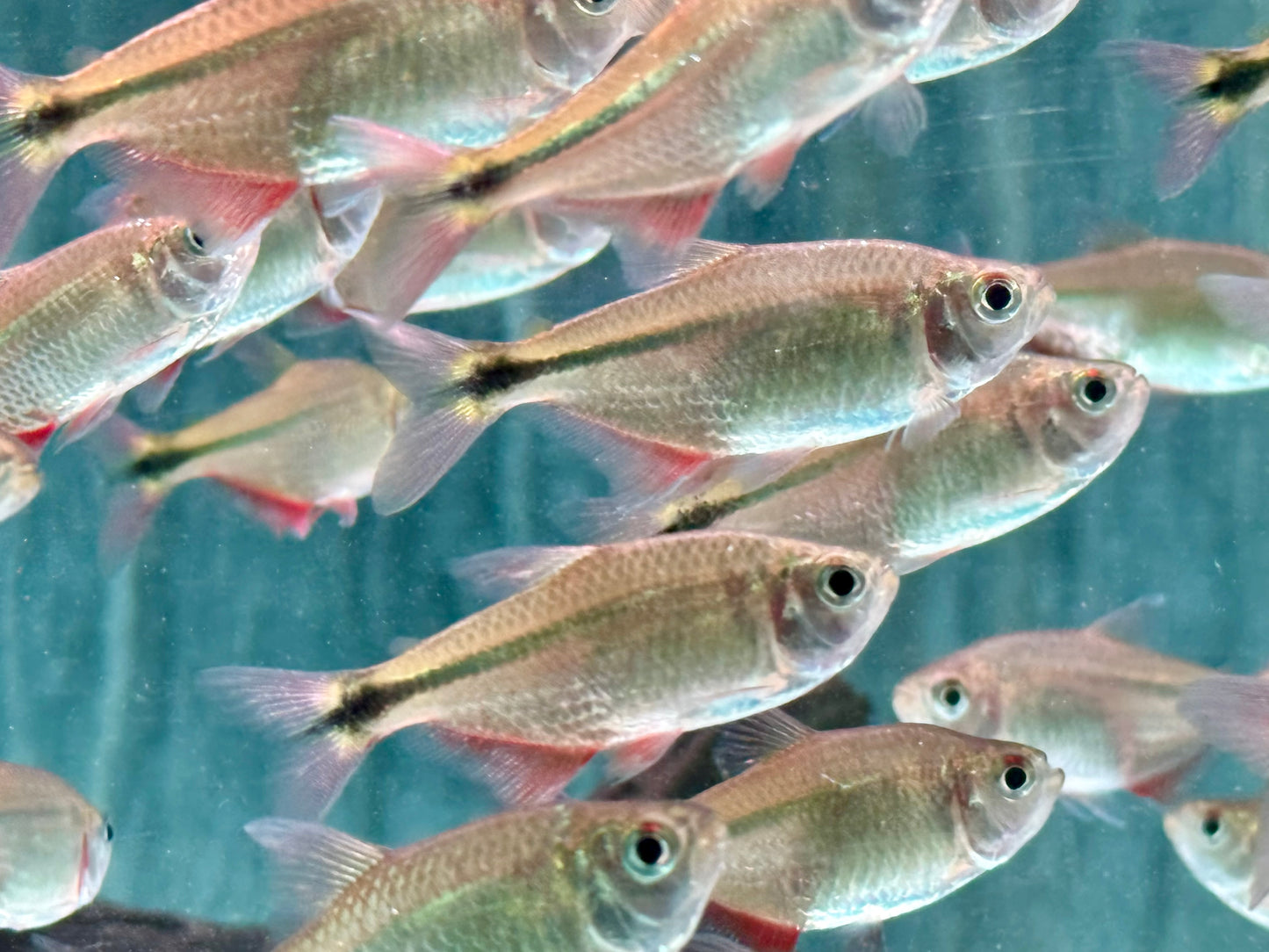 Rautenflecksalmler Hemigrammus caudovittatus