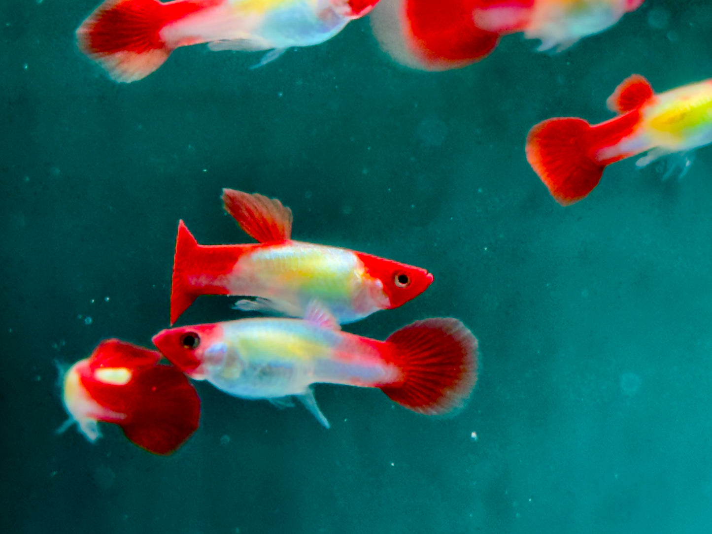 Red Cap Koi Guppy Poecilia reticulata Männchen