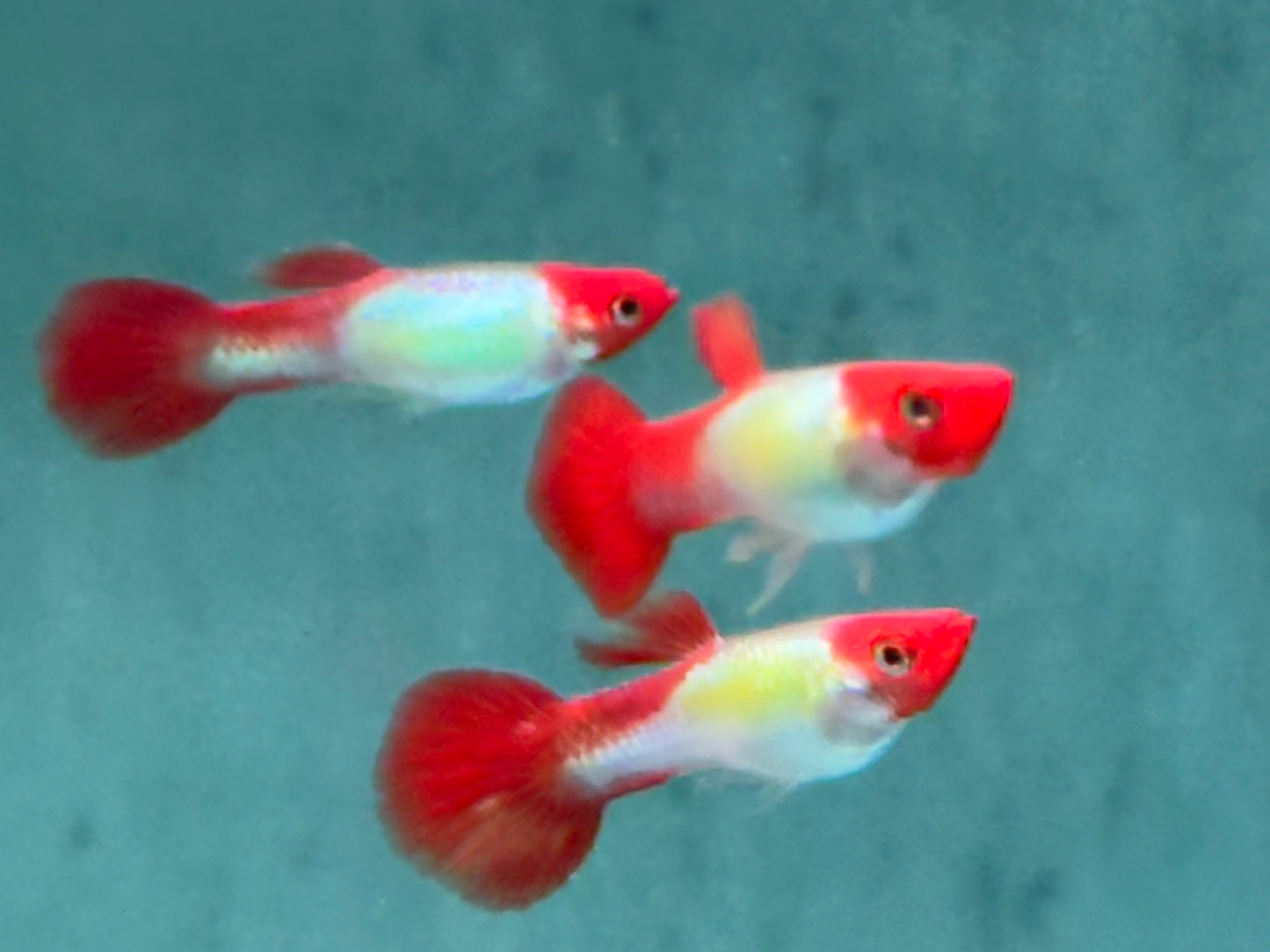 Red Cap Koi Guppy Poecilia reticulata Männchen