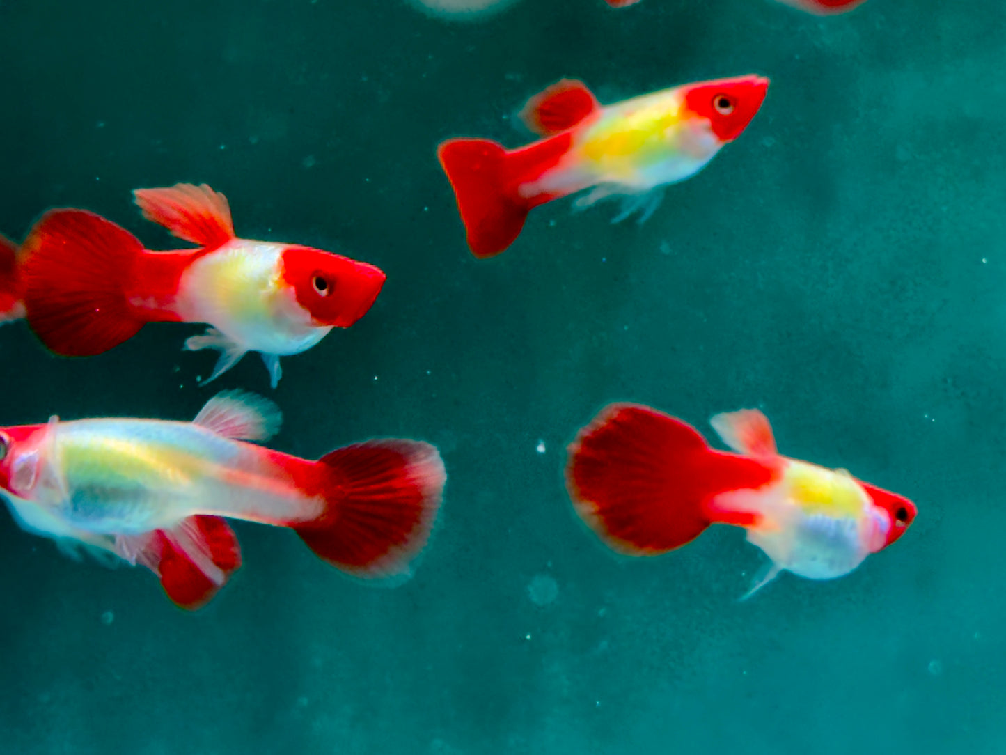Red Cap Koi Guppy Poecilia reticulata Männchen