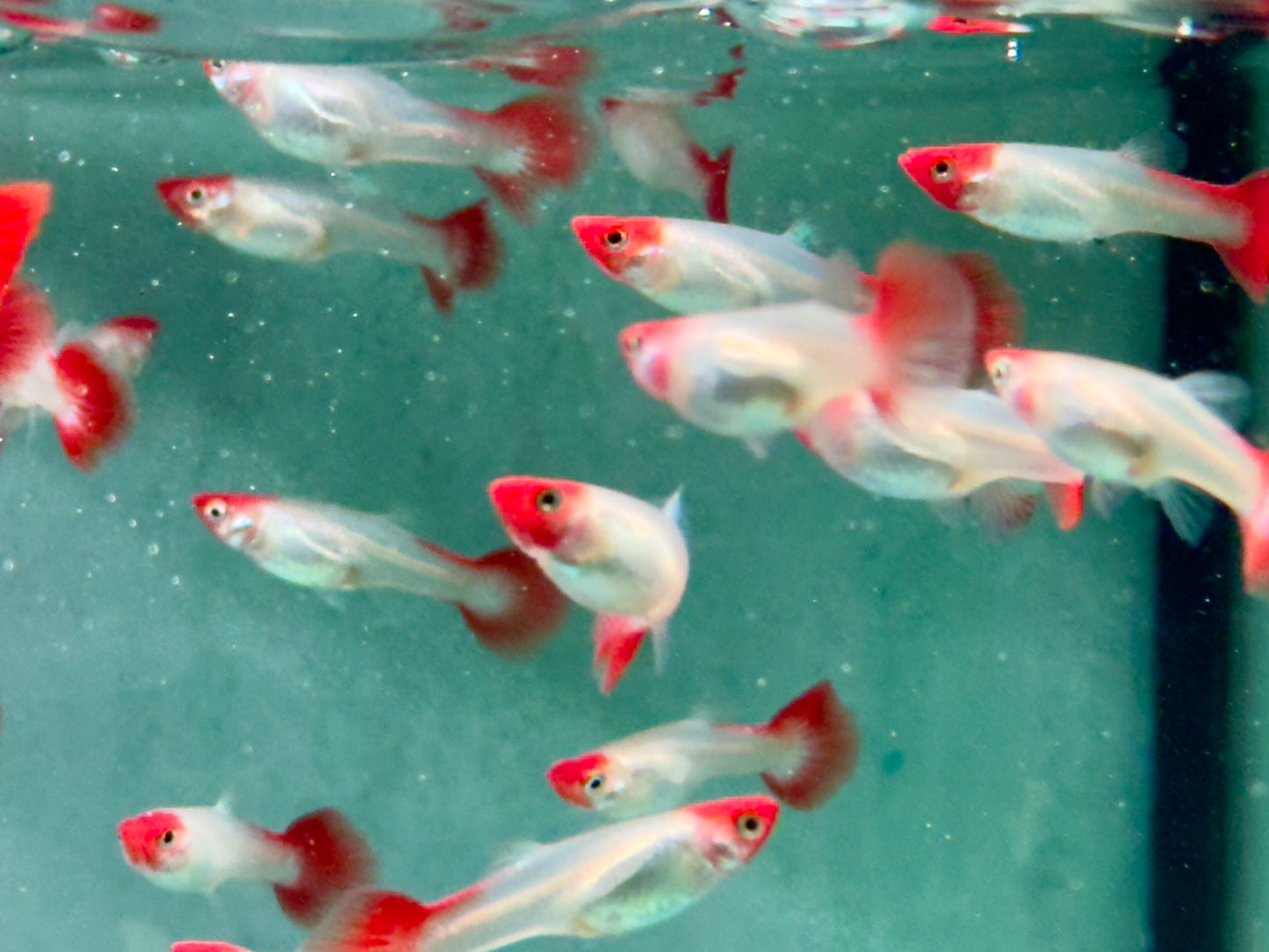 Red Cap Koi Guppy Poecilia reticulata Weibchen
