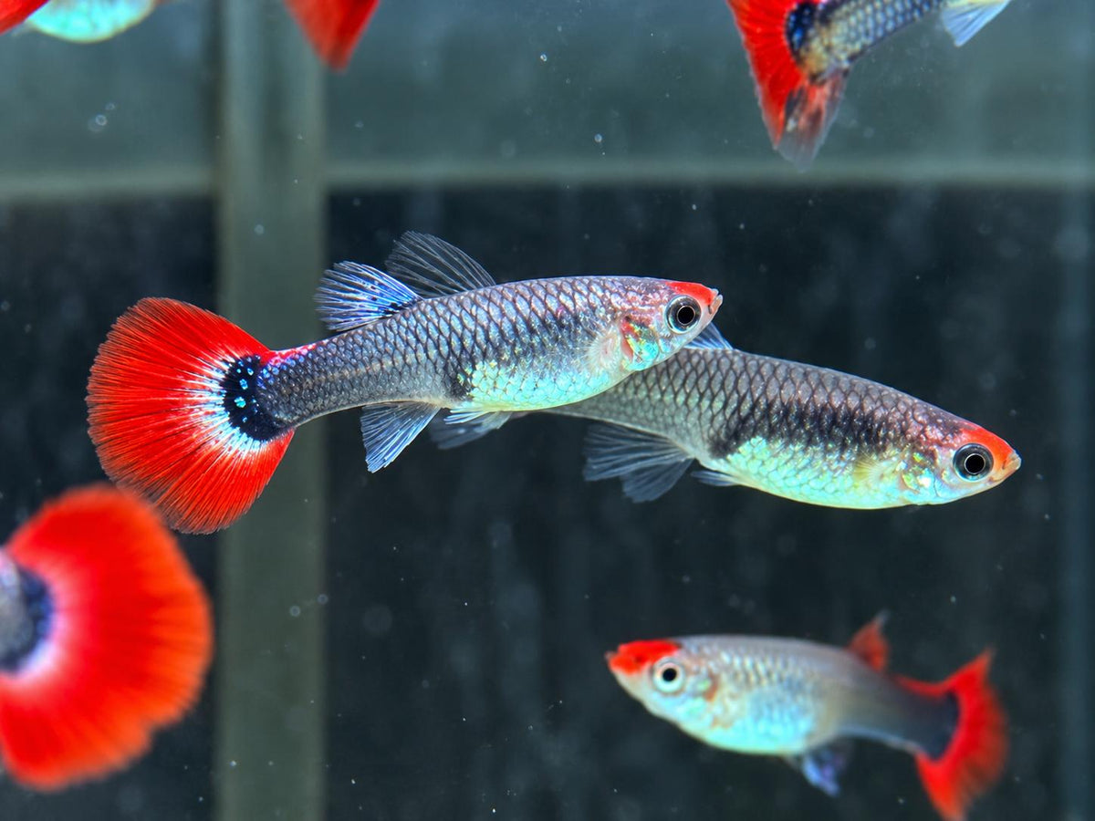 Red Cap Koi Tuxedo Guppy Poecilia reticulata Weibchen