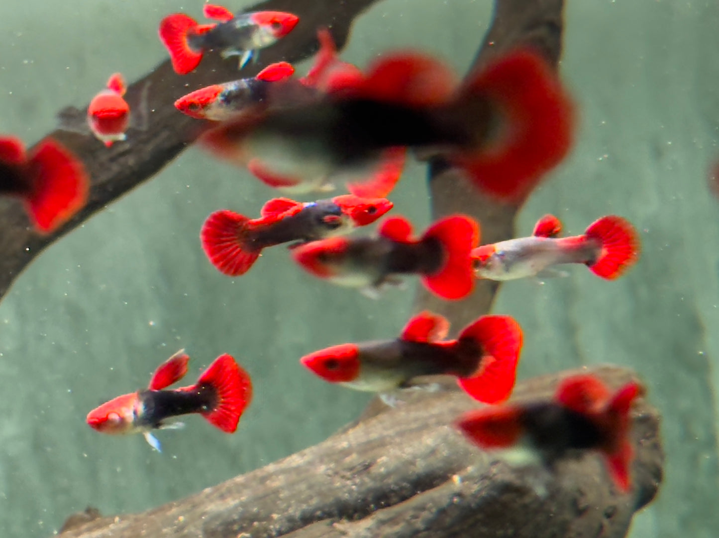 Red Cap Koi Tuxedo Guppy Poecilia reticulata Männchen