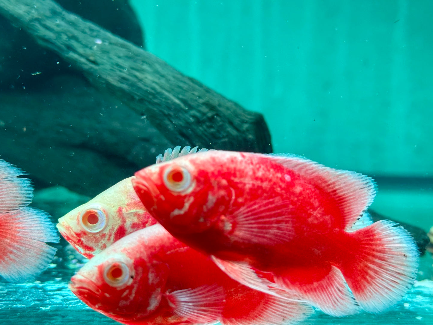Red Chili Pfauenaugenbuntbarsch Oscar Astronotus ocellatus 5-6cm