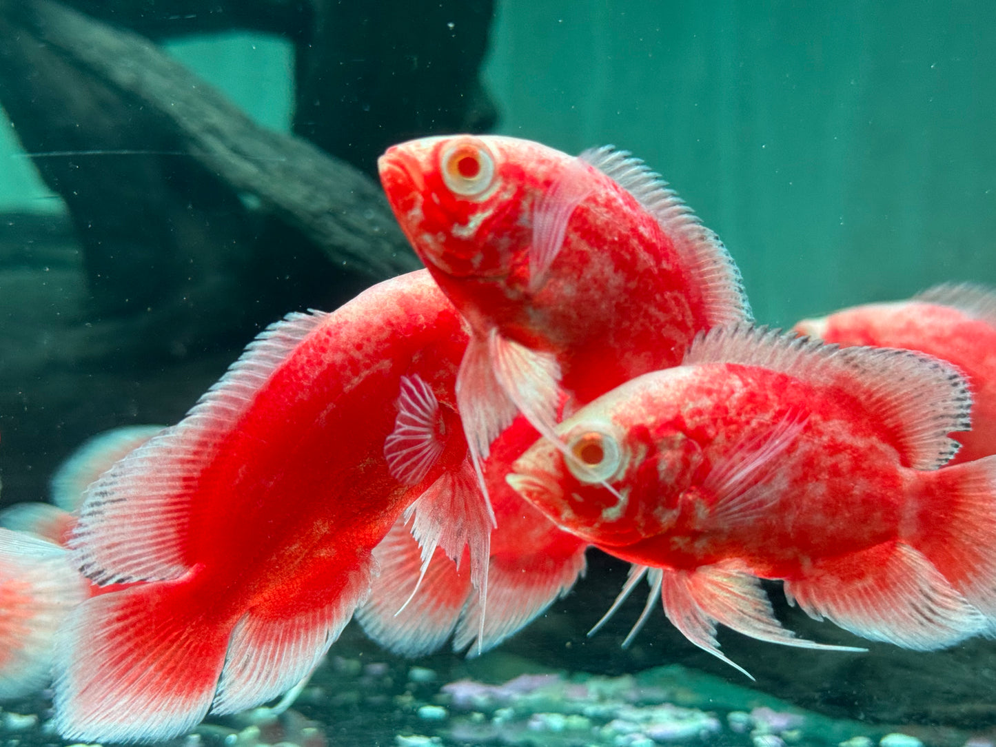 Red Chili Pfauenaugenbuntbarsch Oscar Astronotus ocellatus 5-6cm