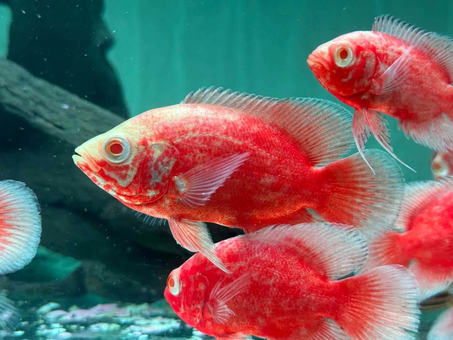 Red Chili Pfauenaugenbuntbarsch Oscar Astronotus ocellatus 5-6cm