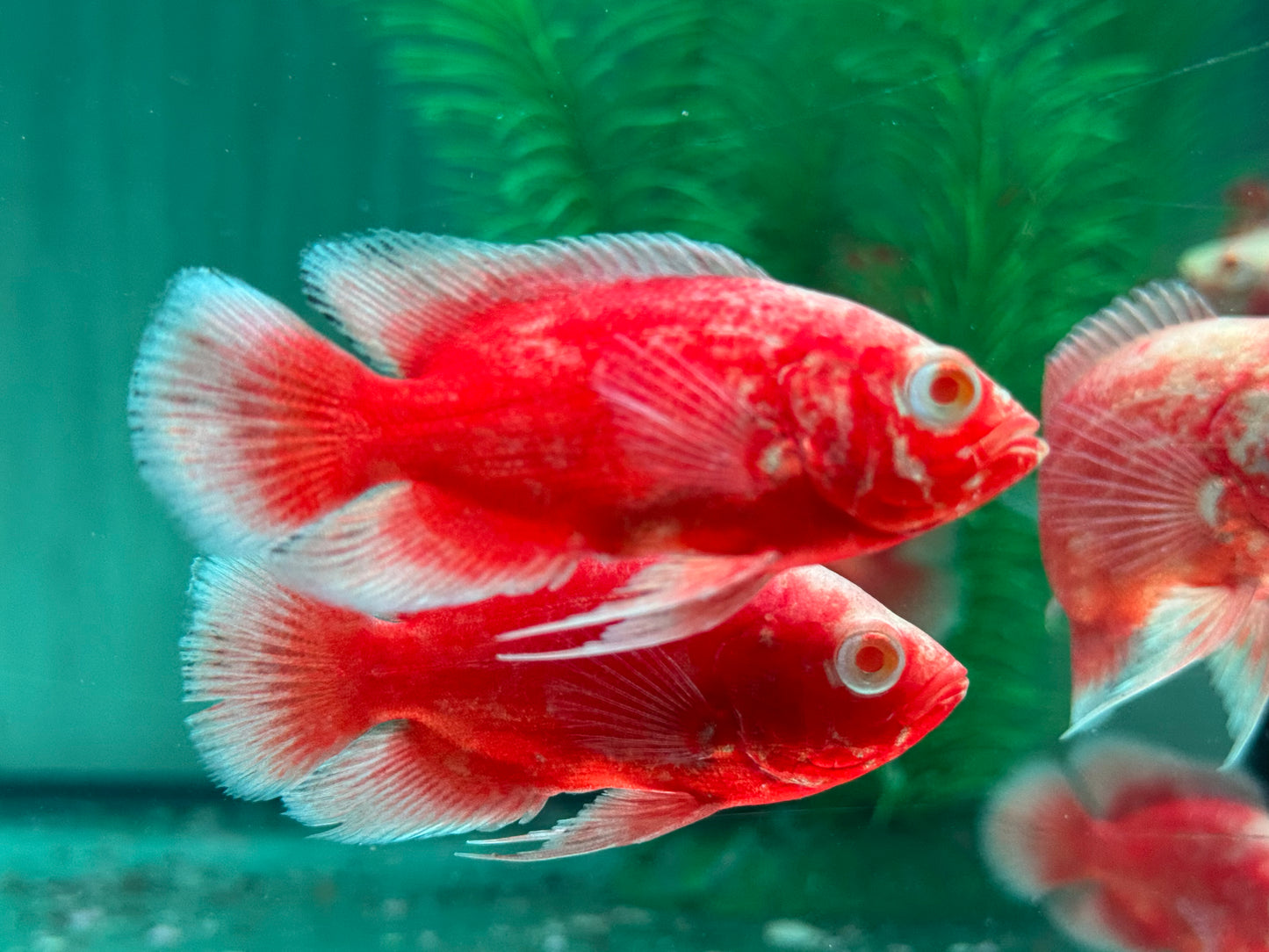 Red Chili Pfauenaugenbuntbarsch Oscar Astronotus ocellatus 5-6cm