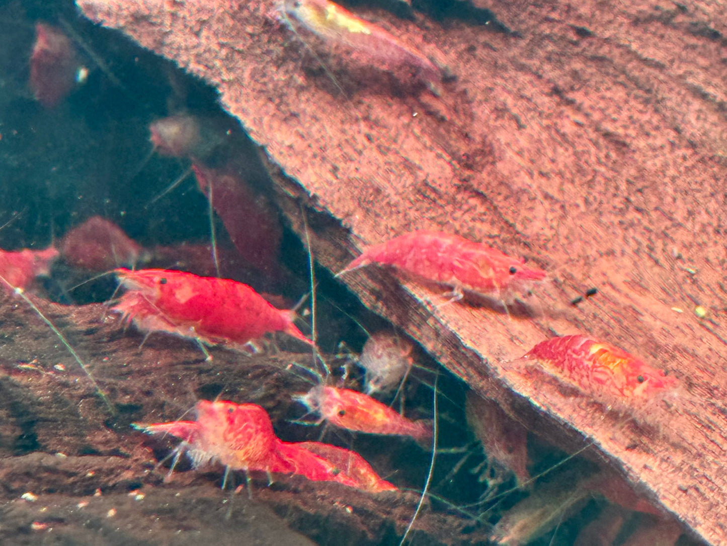 Red Fire Garnele Neocaridina davidi