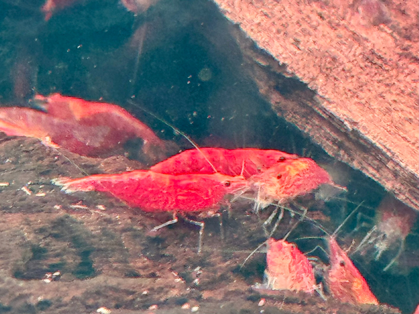 Red Fire Garnele Neocaridina davidi