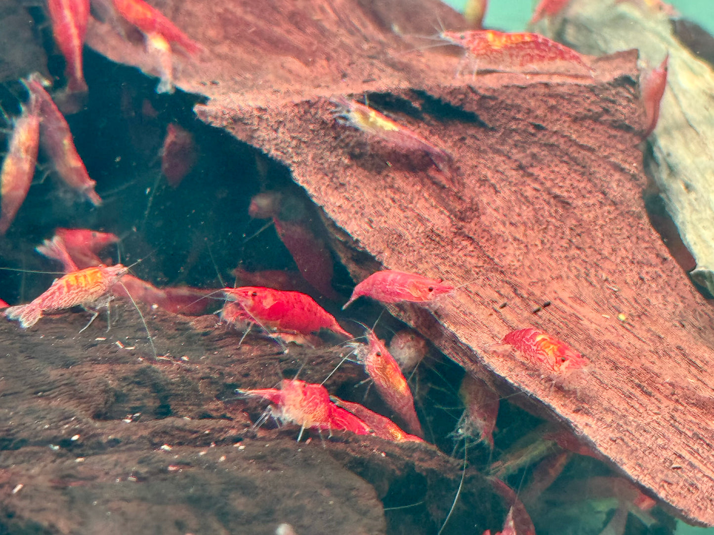 Red Fire Garnele Neocaridina davidi