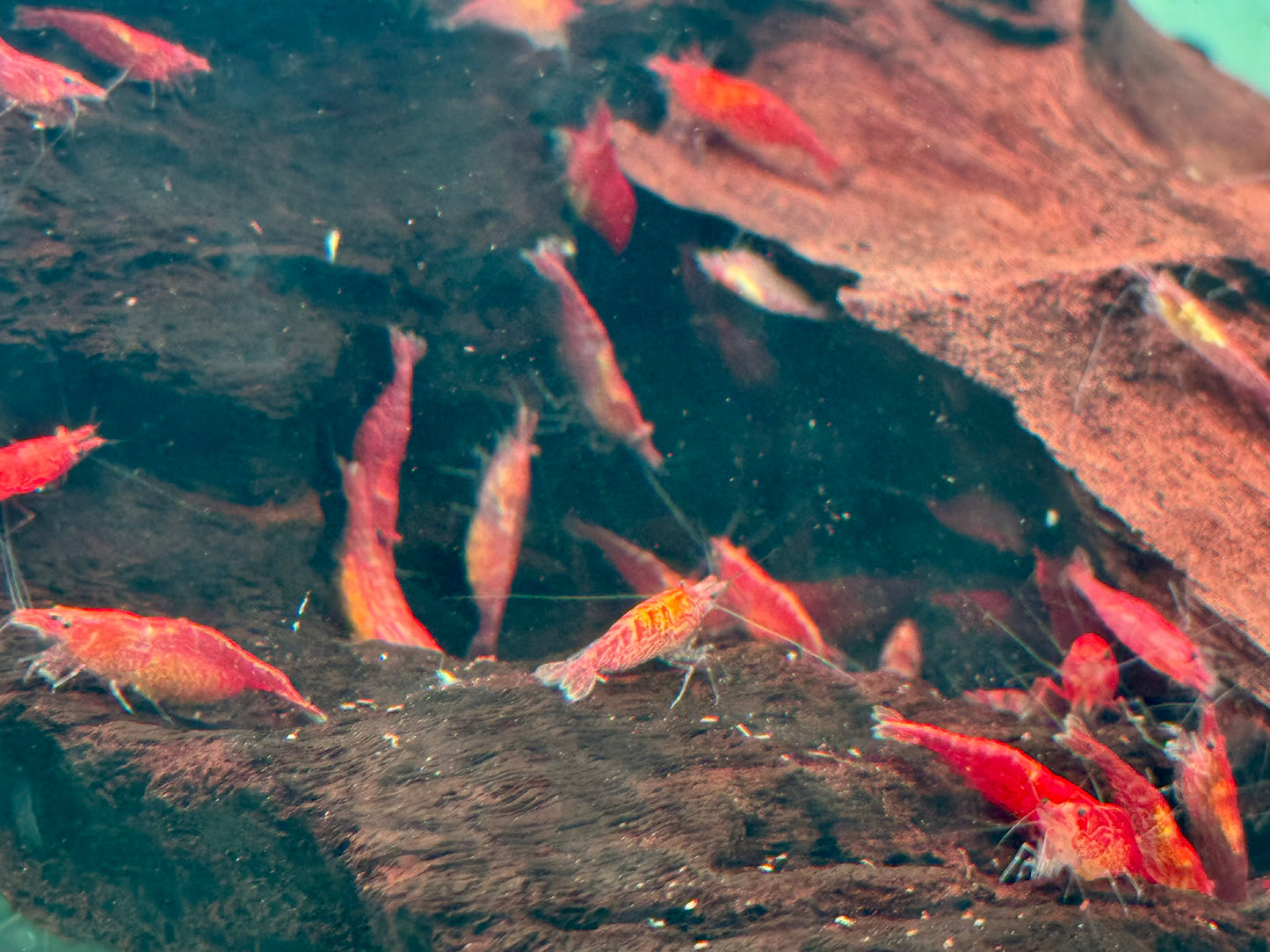 Red Fire Garnele Neocaridina davidi