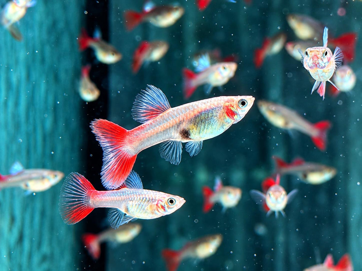 Red Lace Guppy Weibchen Poecilia reticulata