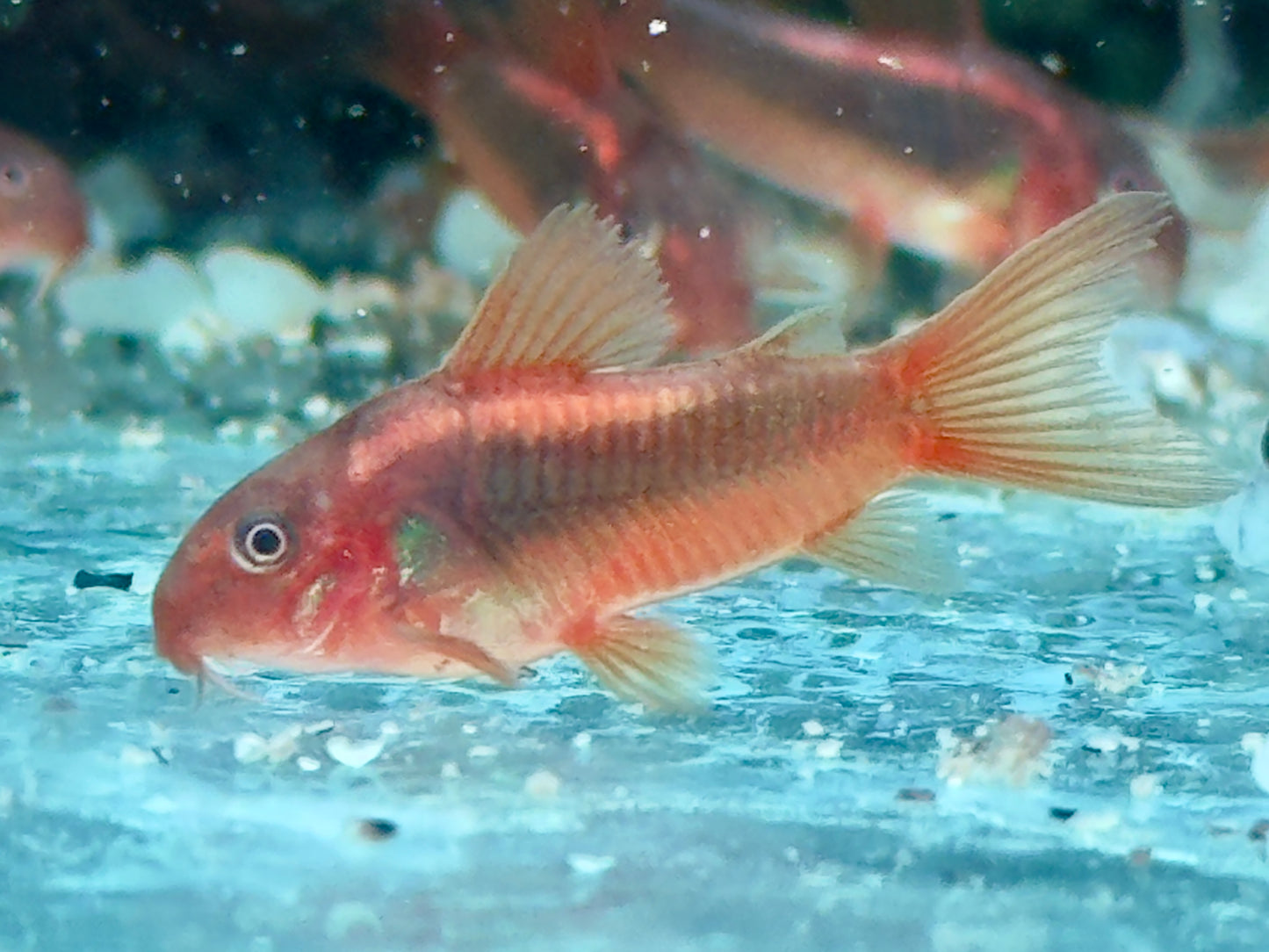 Red Laser Panzerwels CW014 Osteogaster Corydoras red stripe