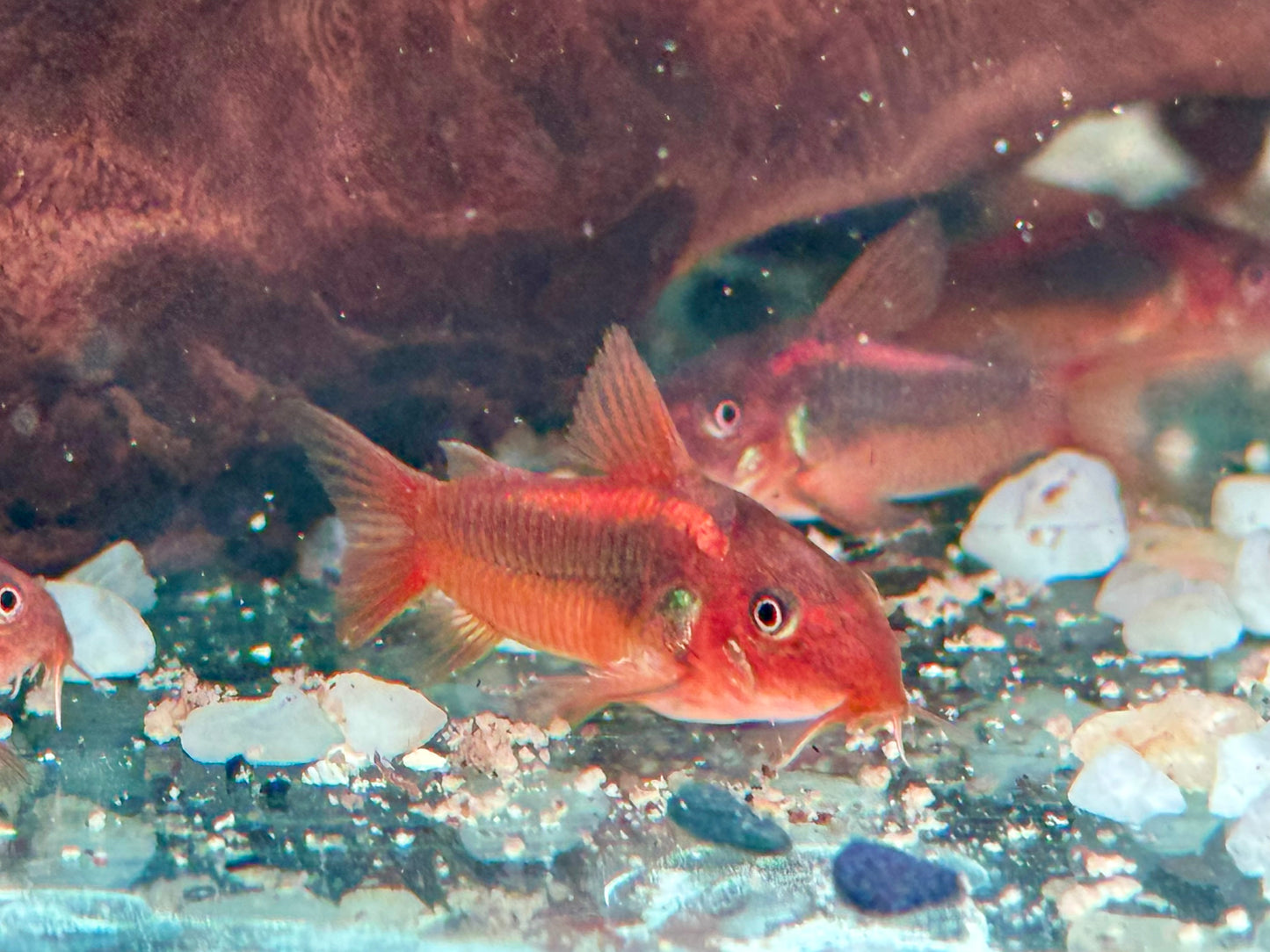 Red Laser Panzerwels CW014 Osteogaster Corydoras red stripe