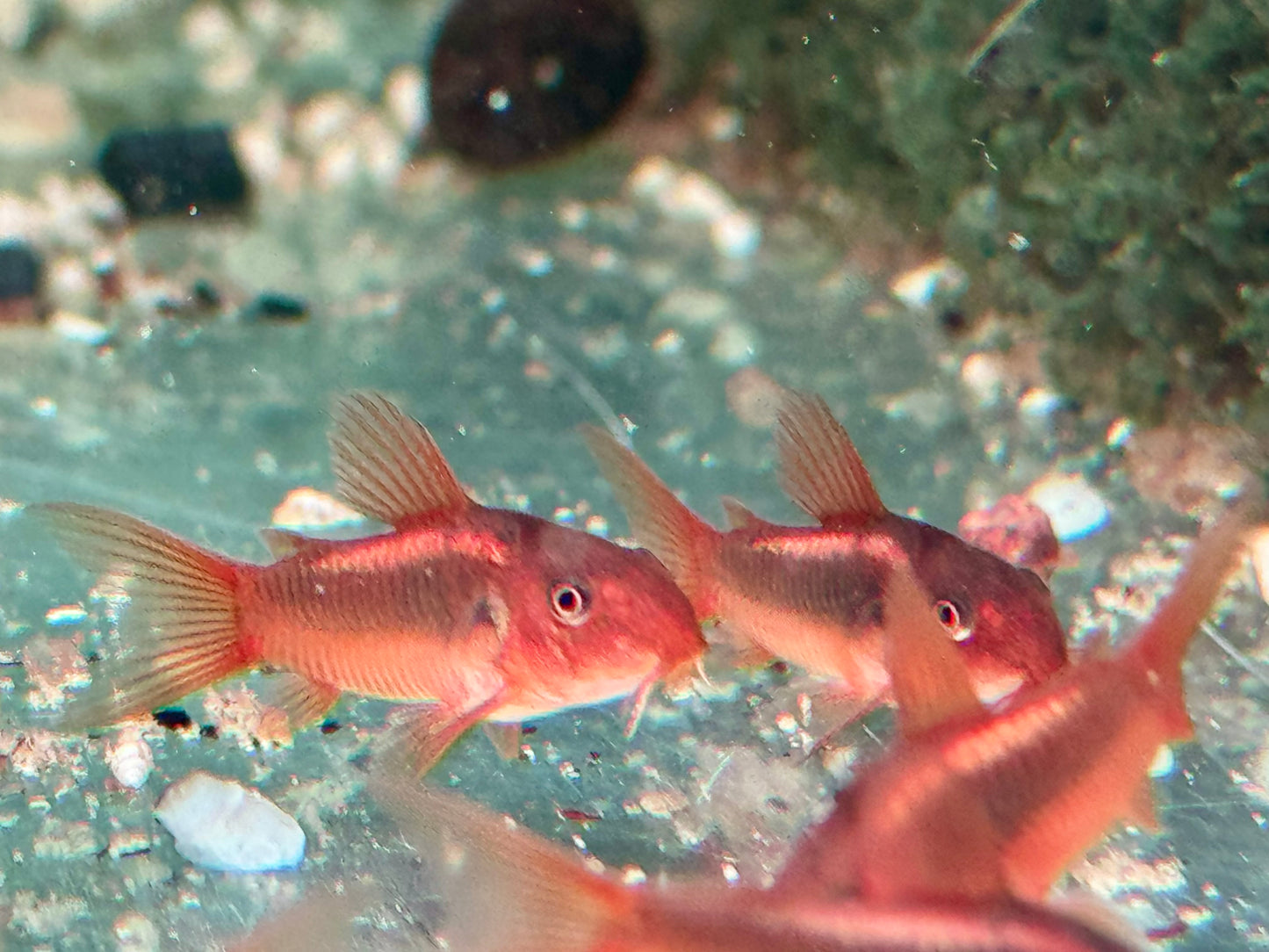 Red Laser Panzerwels CW014 Osteogaster Corydoras red stripe