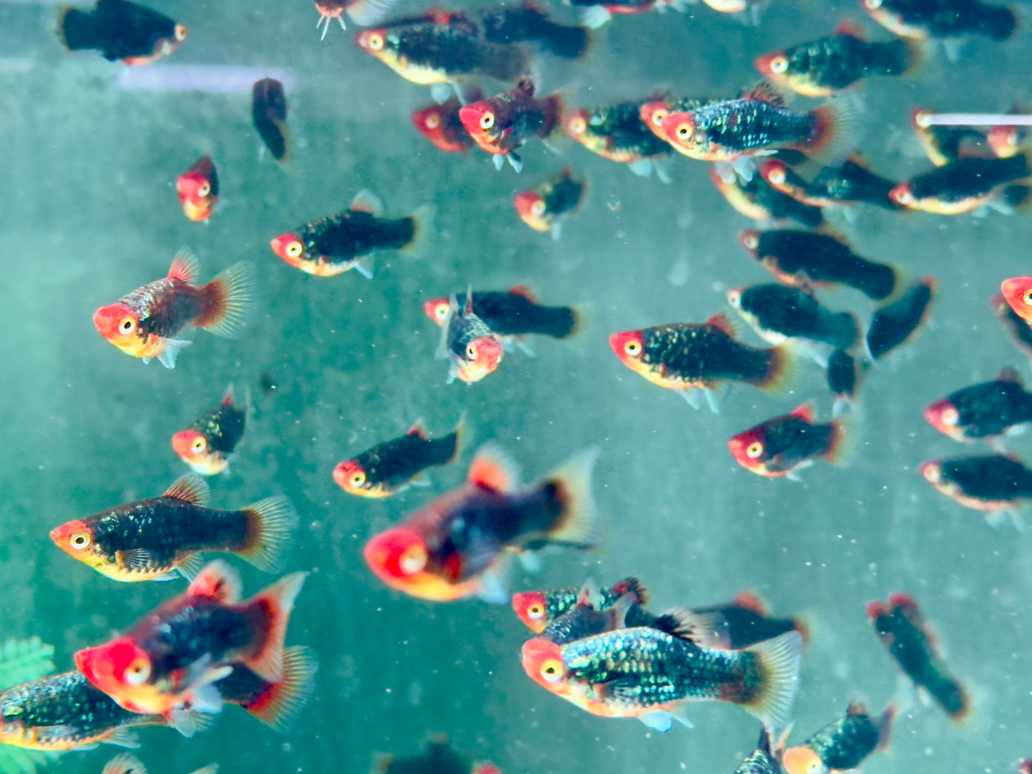 Red Parrot Platy Xiphophorus maculatus