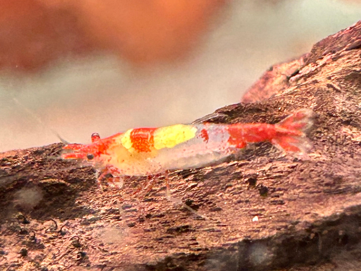 Red Rili Garnele Neocaridina davidi