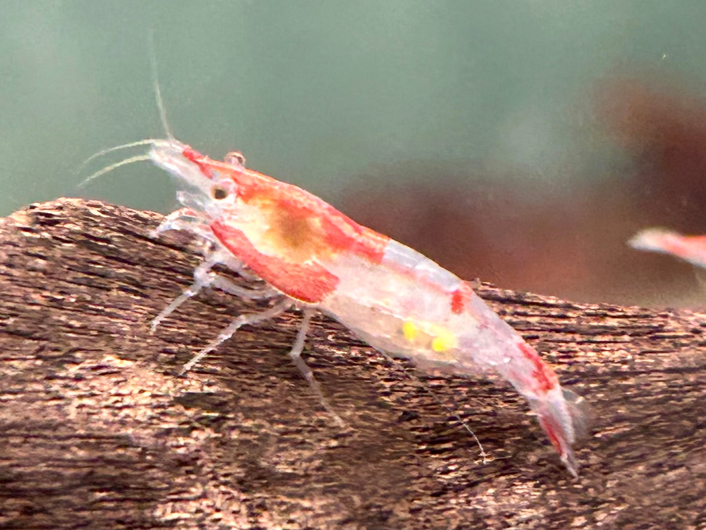 Red Rili Garnele Neocaridina davidi