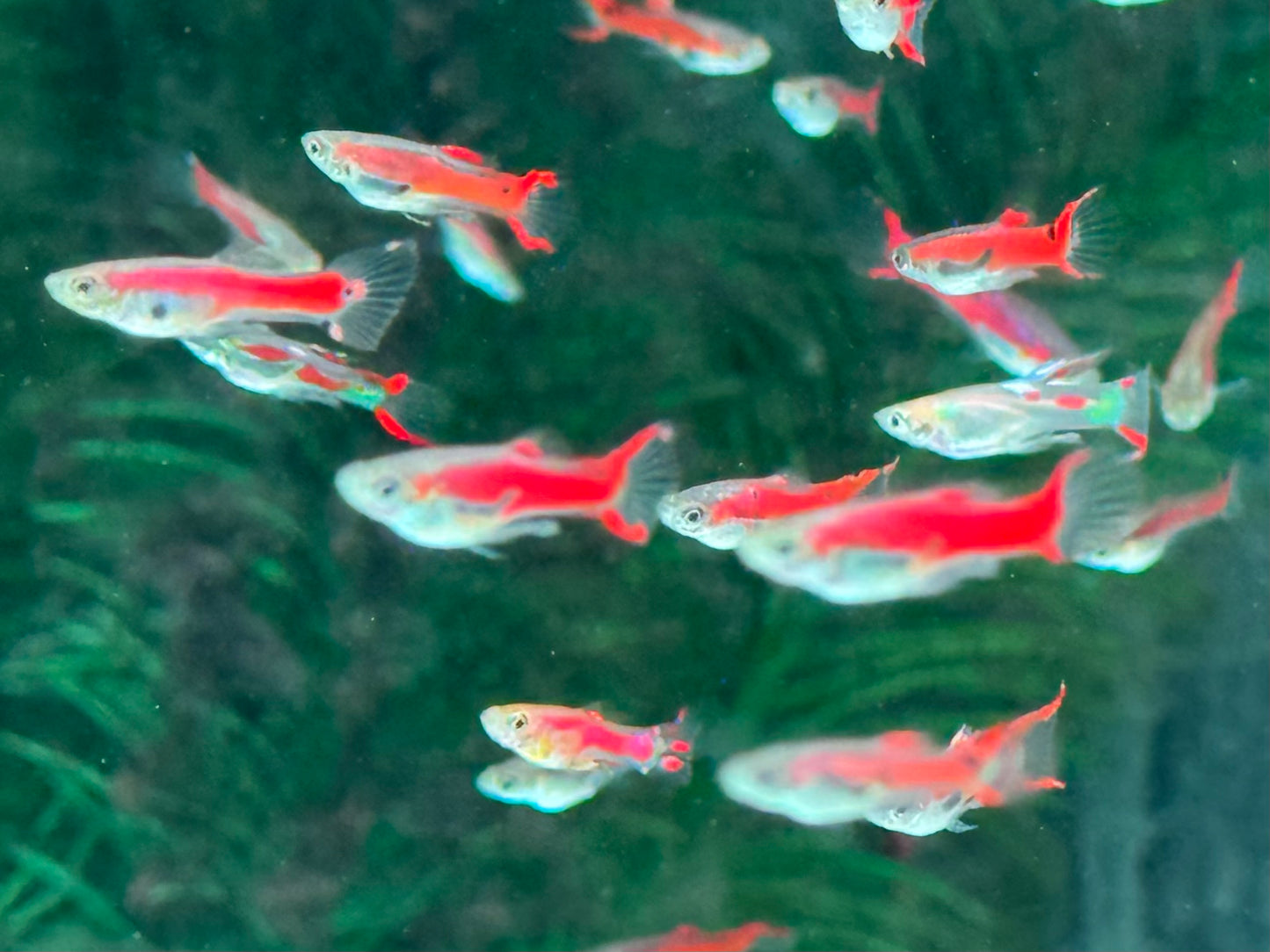 Red Scarlet Endler Guppy Poecilia wingei Männchen