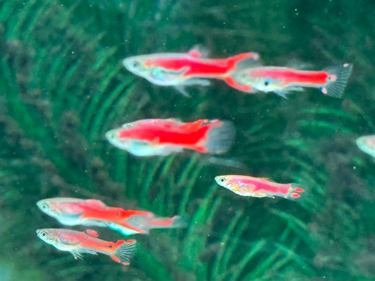 Red Scarlet Endler Guppy Poecilia wingei Männchen