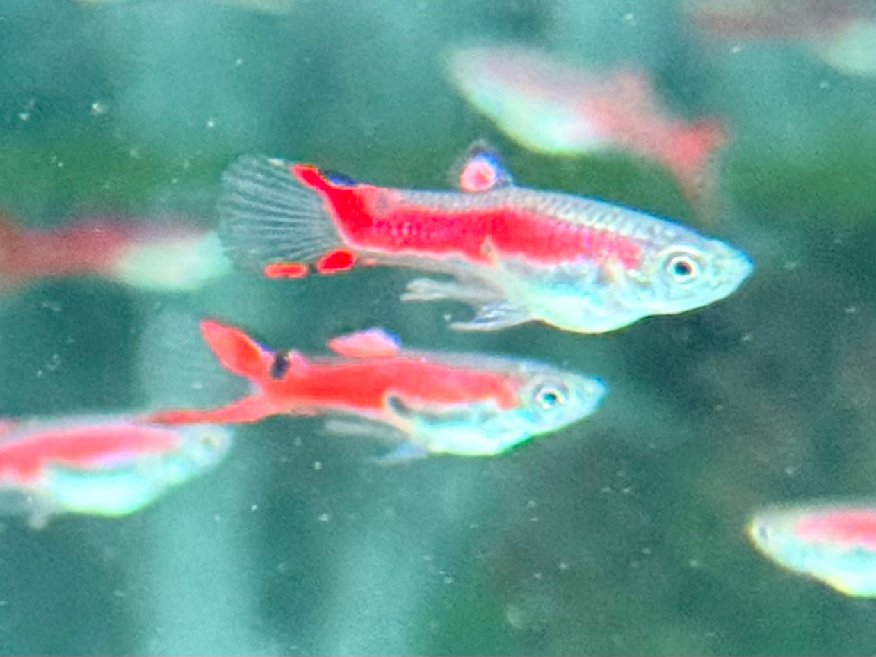 Red Scarlet Endler Guppy Poecilia wingei Männchen