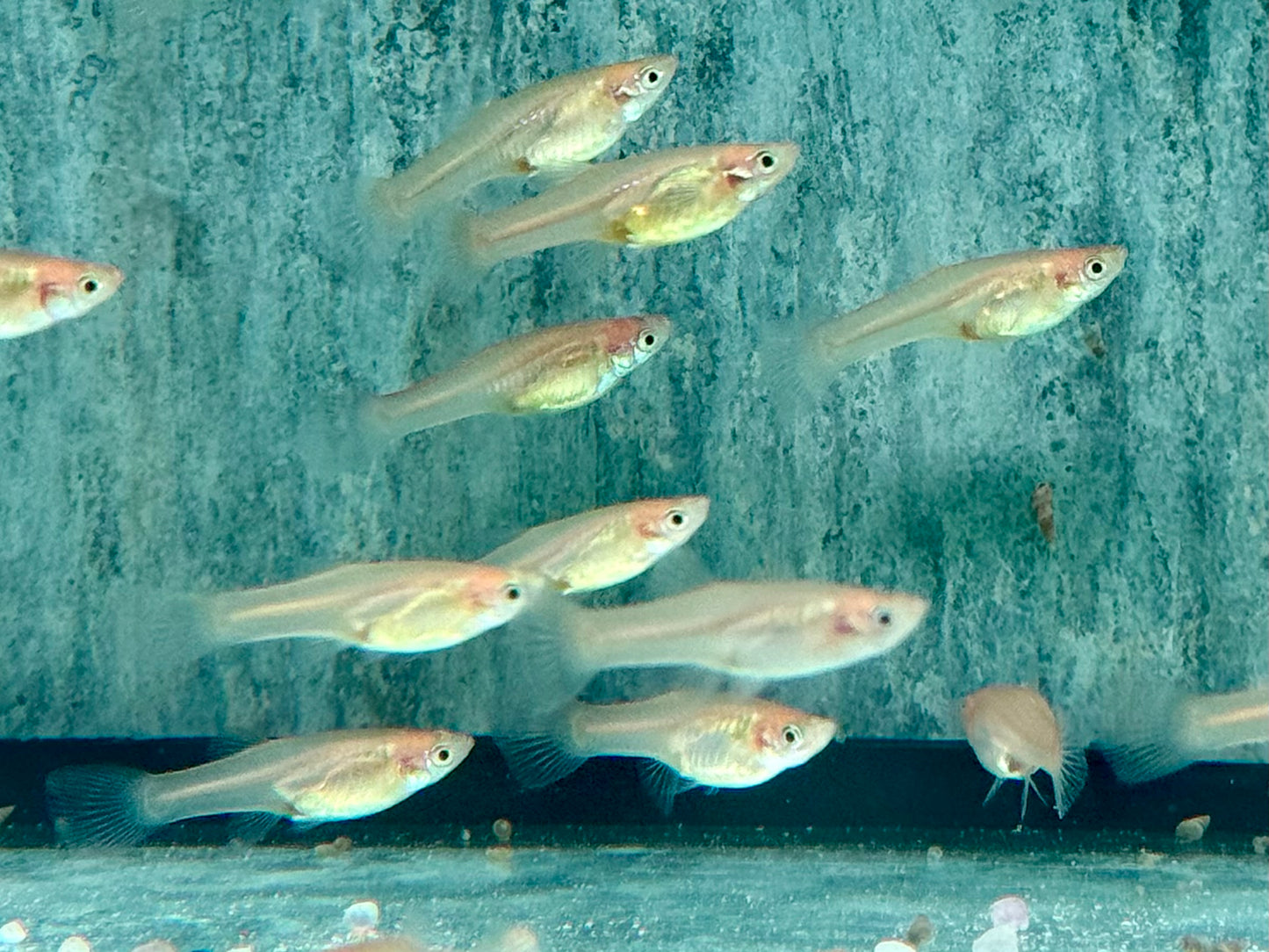 Red Scarlet Endler Guppy Poecilia wingei Weibchen