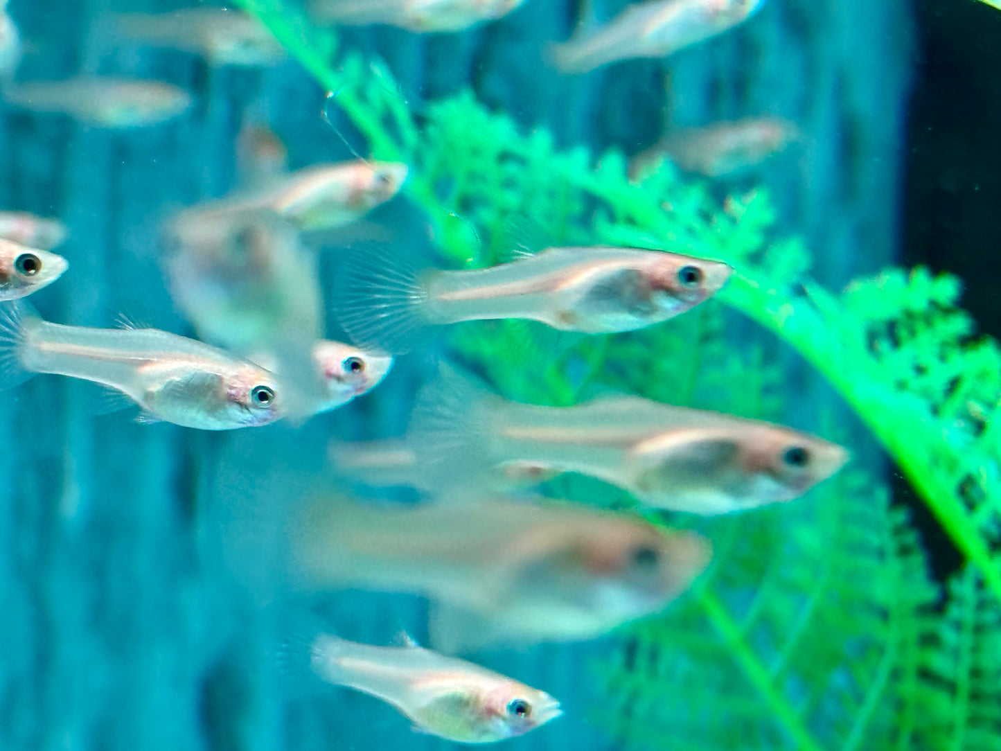 Red Scarlet Endler Guppy Poecilia wingei Weibchen