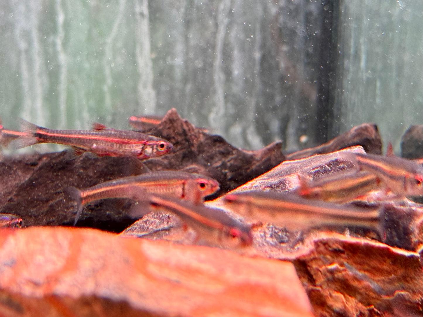 Regenbogenelritze Notropis chrosomus