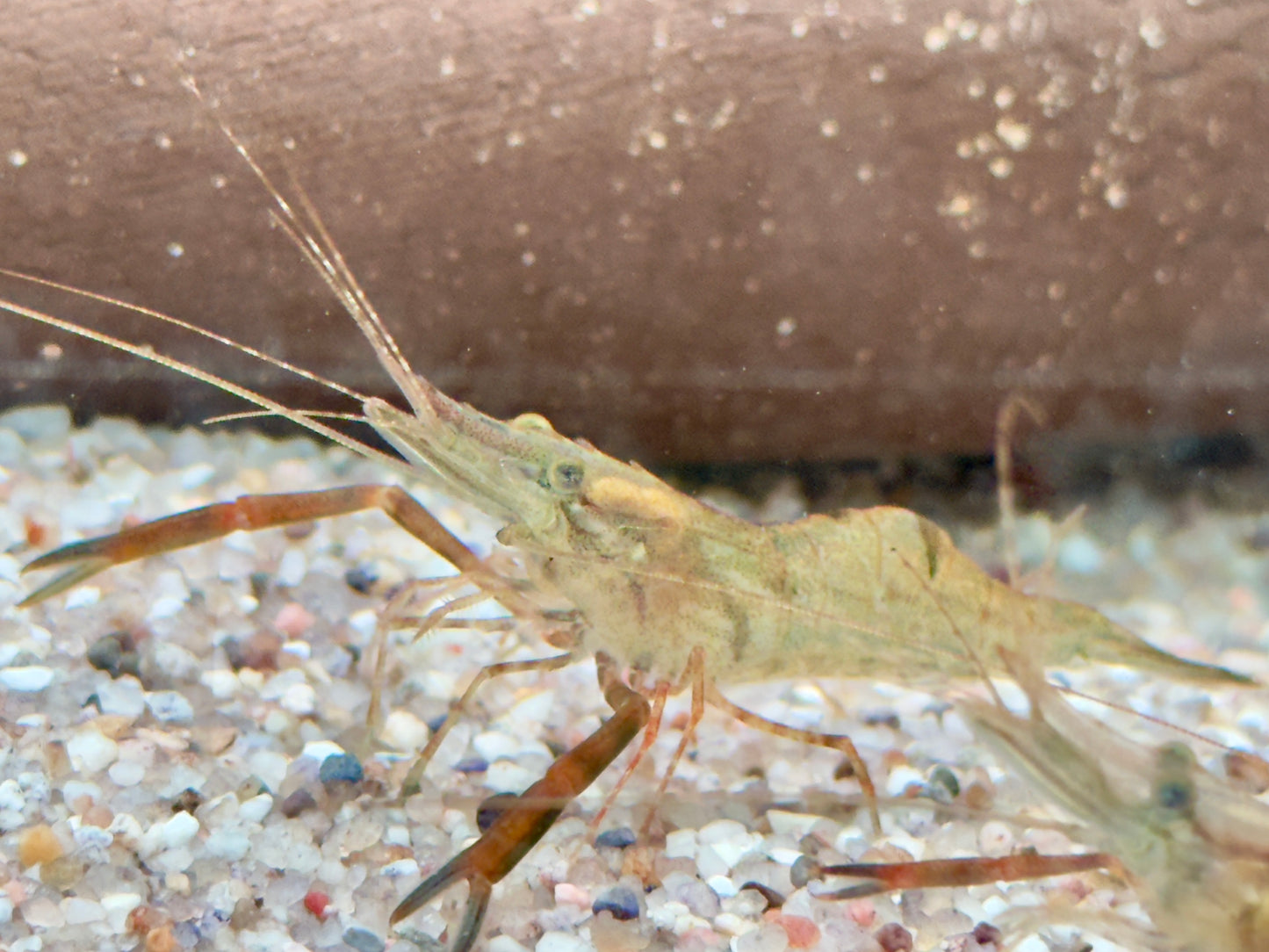 Ringelhandgarnele Macrobrachium assamense