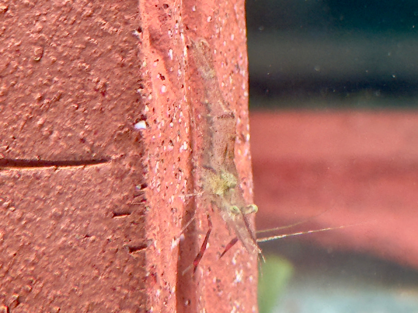 Ringelhandgarnele Macrobrachium assamense