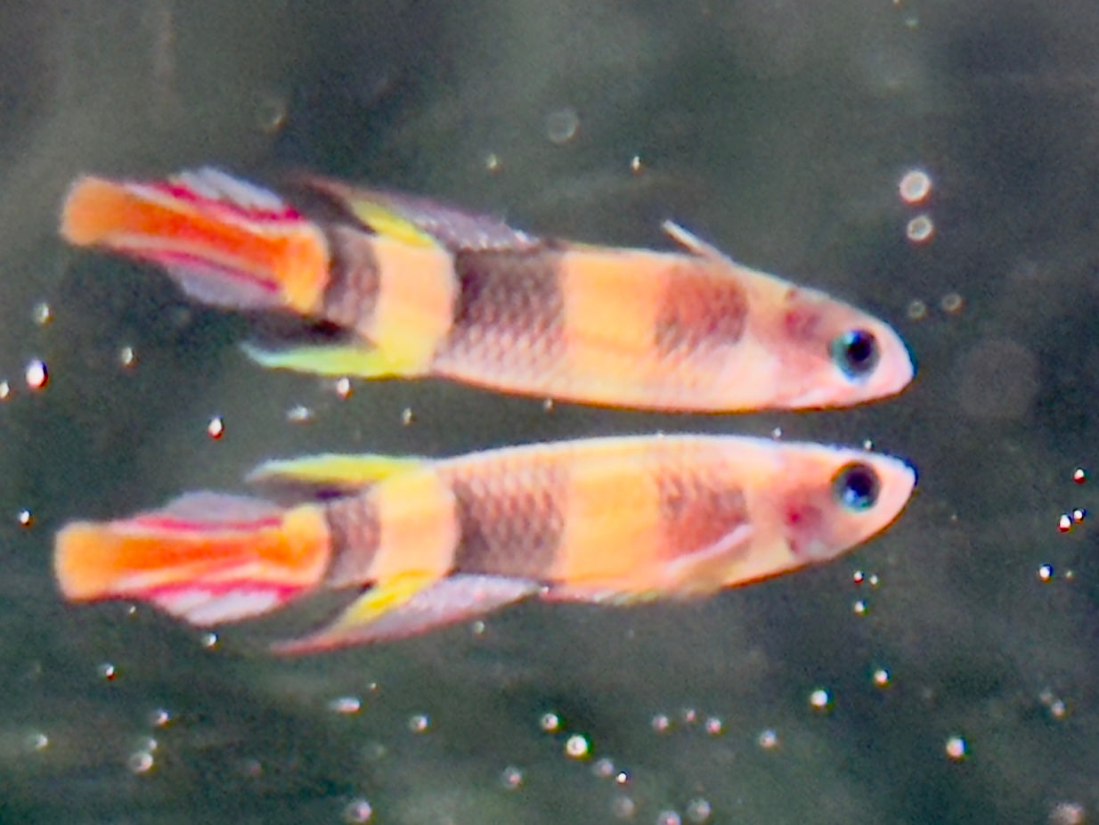 Ringelhechtling Epiplatys annulatus