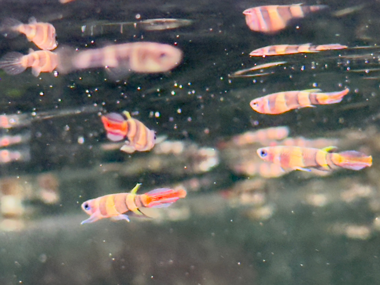 Ringelhechtling Epiplatys annulatus