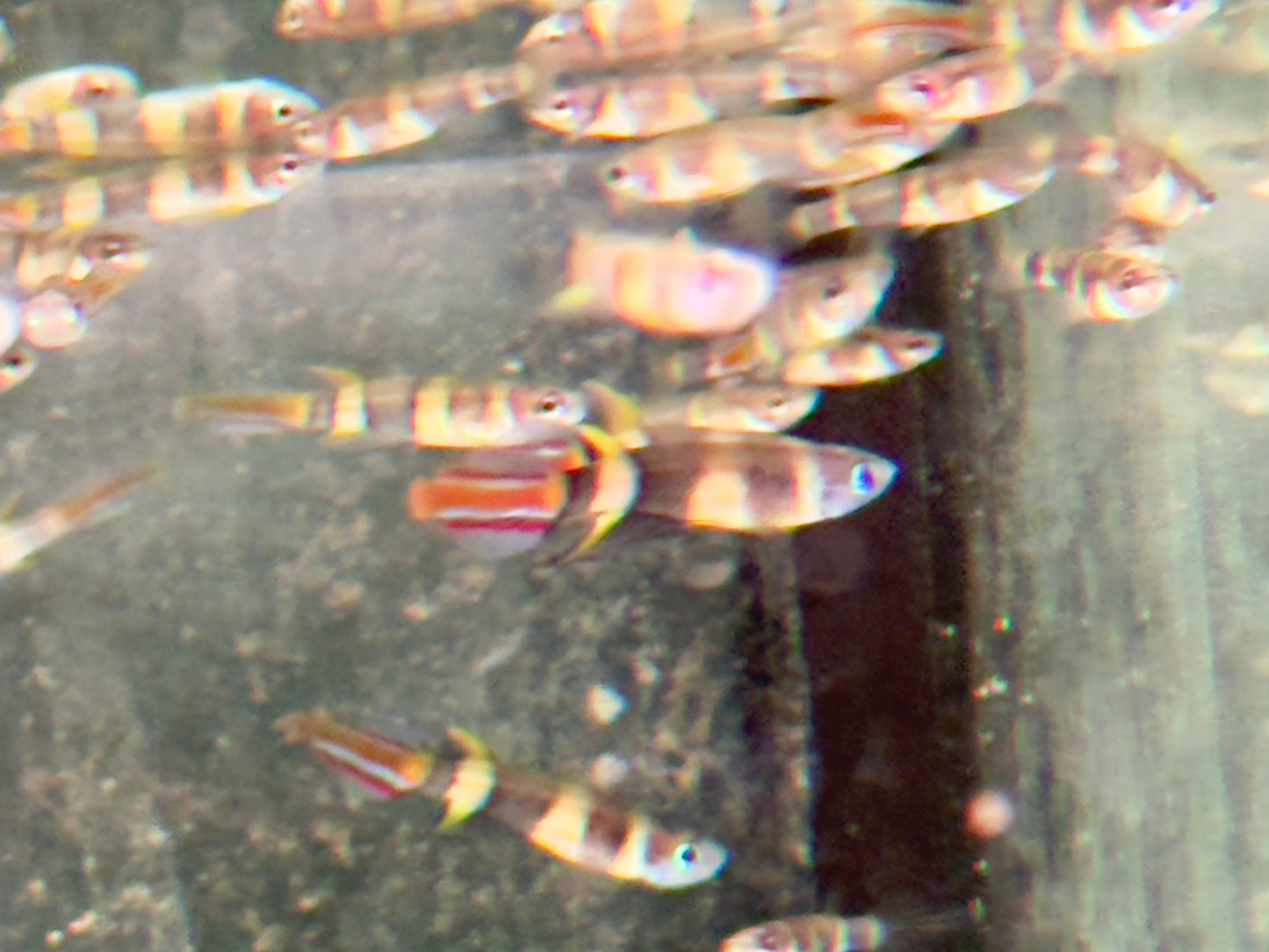 Ringelhechtling Epiplatys annulatus