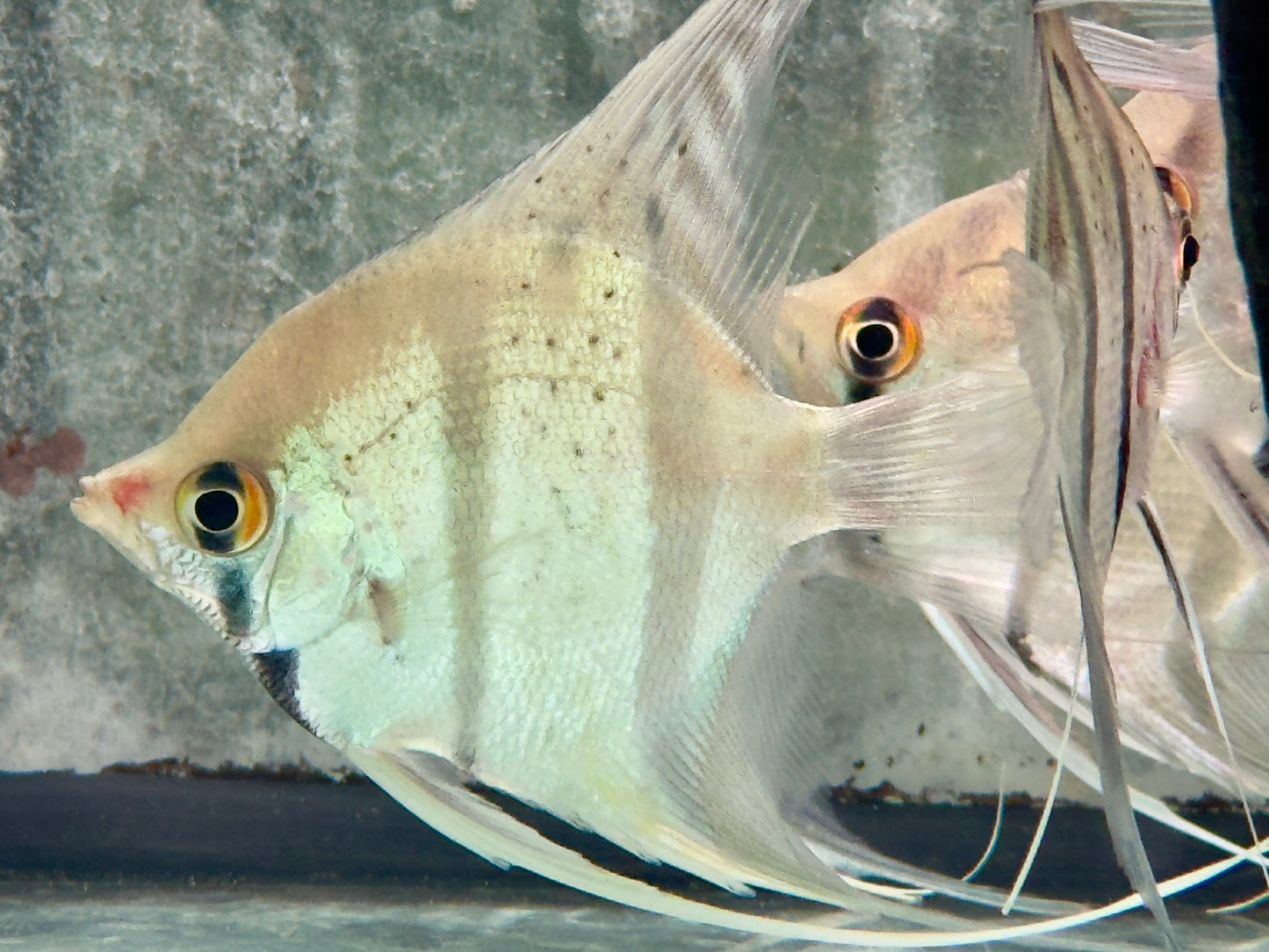 Rio Nanay Peru Altum Skalar Pterophyllum scalare