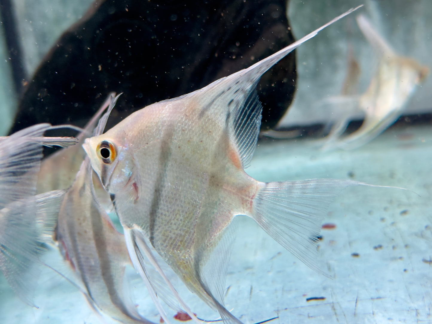 Rio Nanay Peru Altum Skalar Pterophyllum scalare