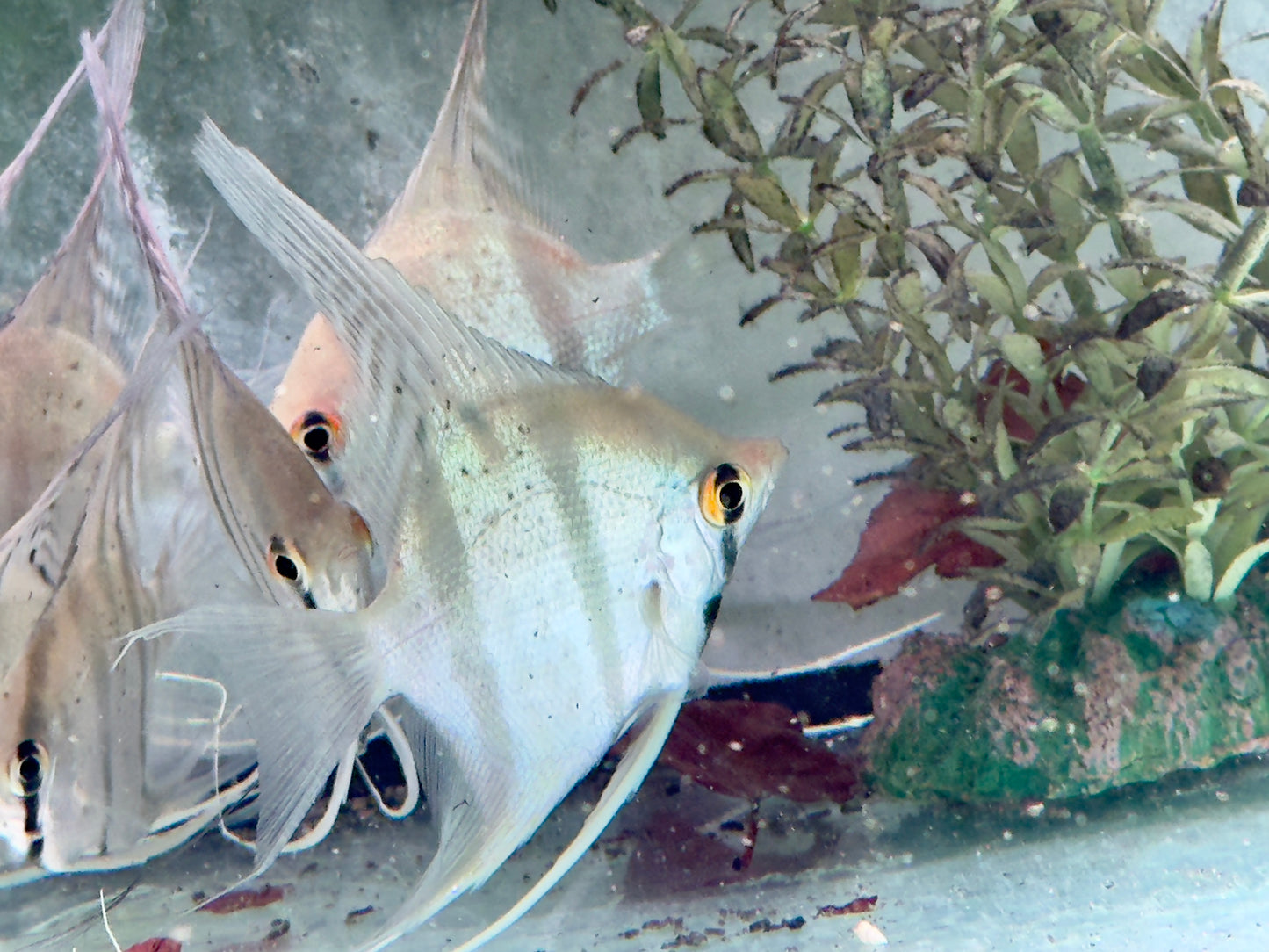 Rio Nanay Peru Altum Skalar Pterophyllum scalare